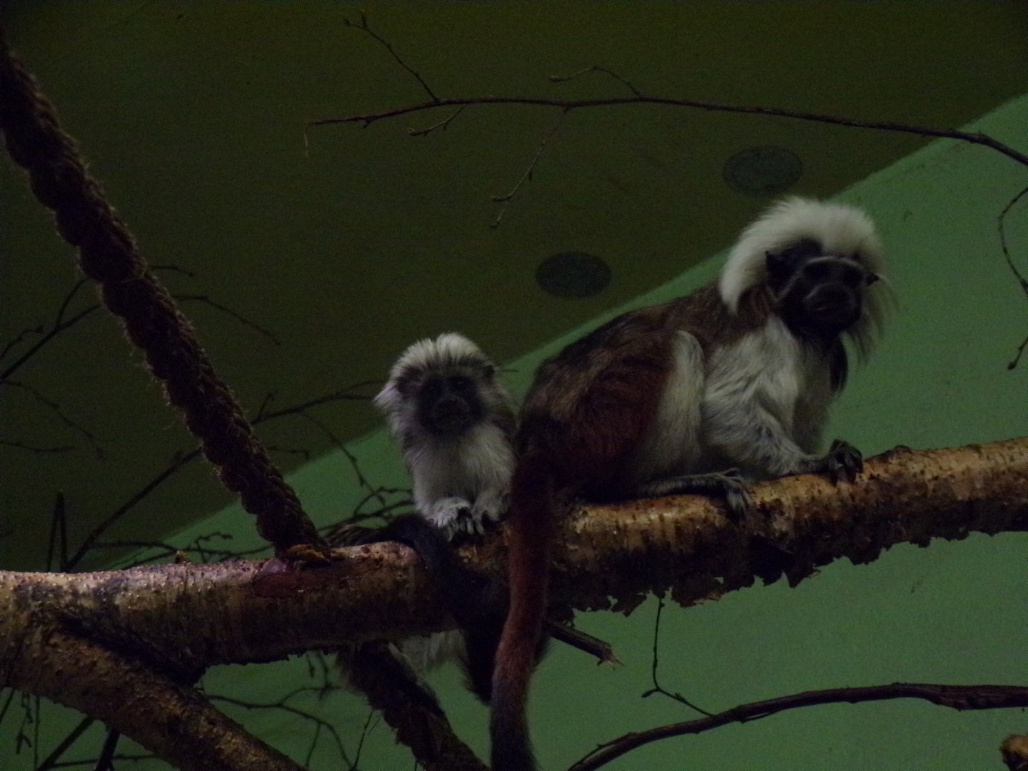 Cotton topped tamarins 25.8.24