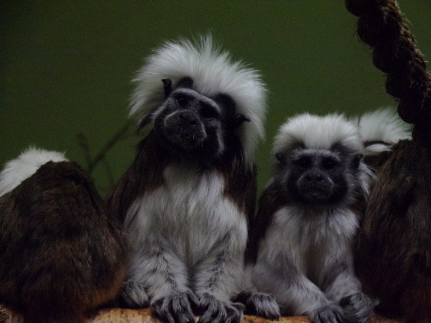 Cotton topped tamarins 27.12.24