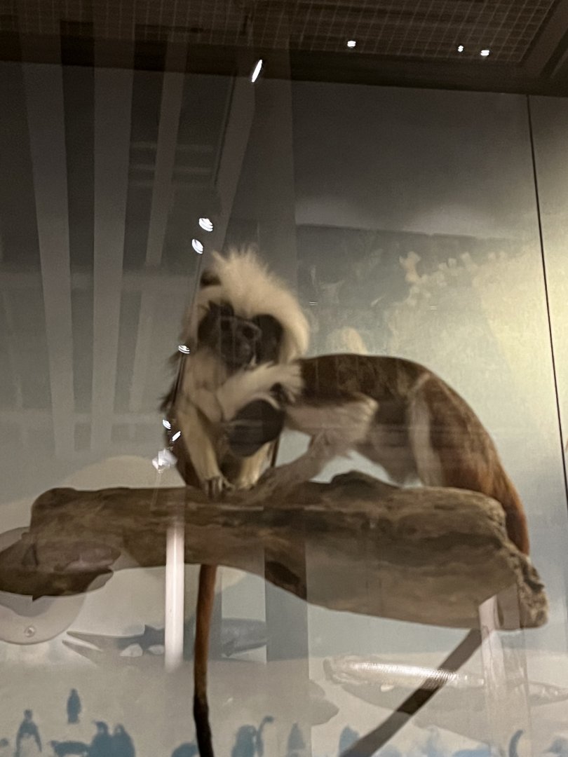 Cotton topped tamarins 29.7.23