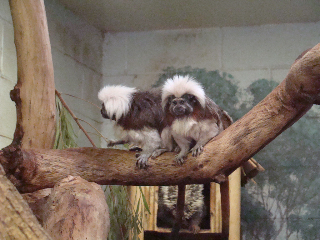 Cotton-topped Tamarins at the Los Angeles Zoo