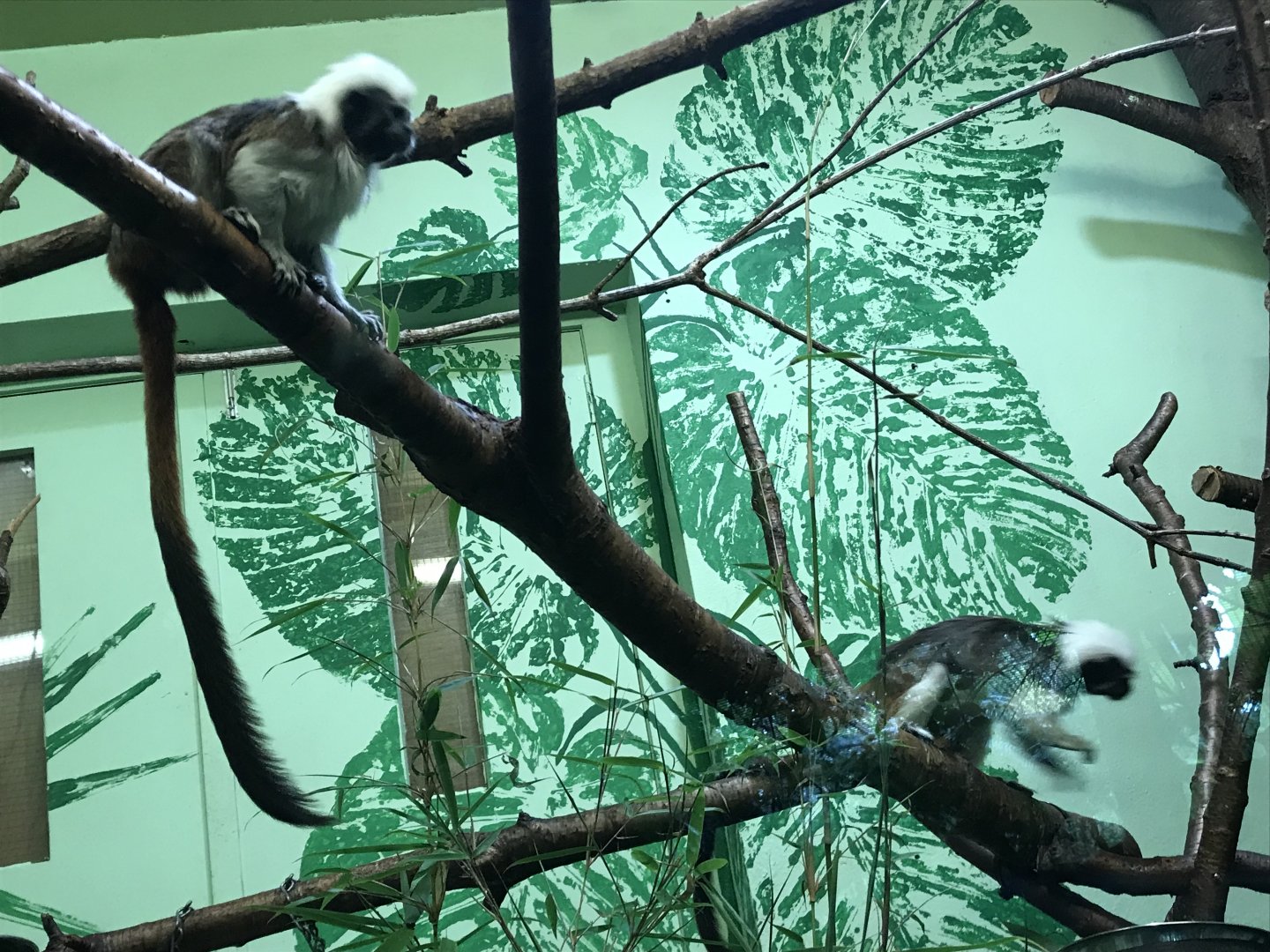 Cotton-topped tamarins