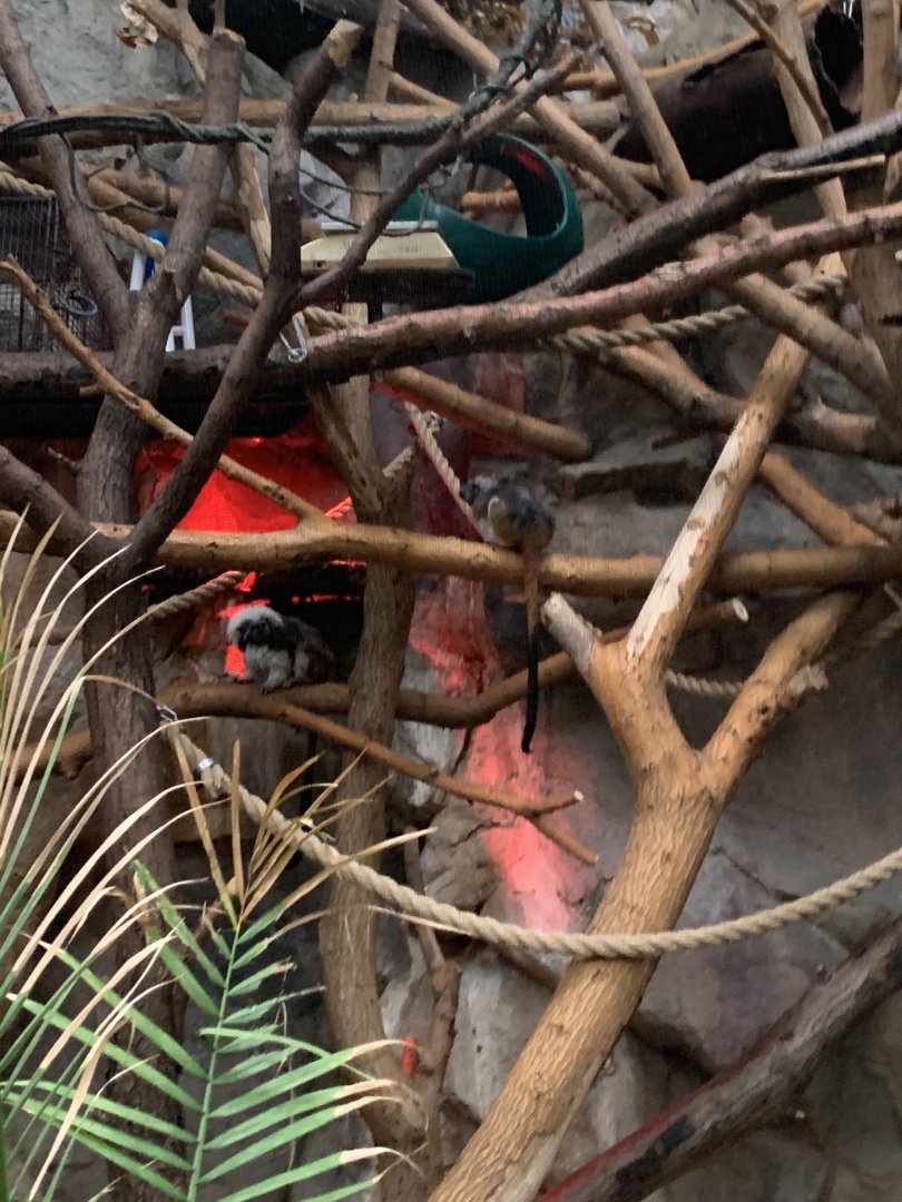 Cotton Topped Tamarins