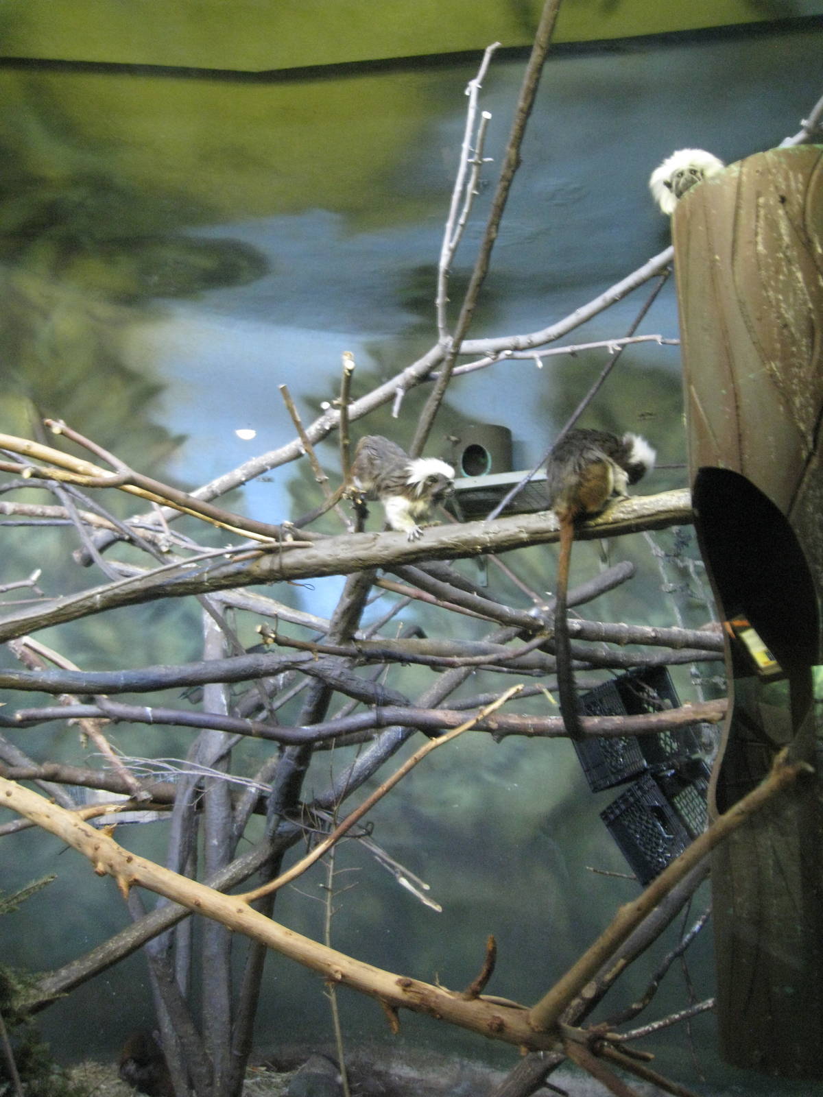 Cotton-Topped Tamarins