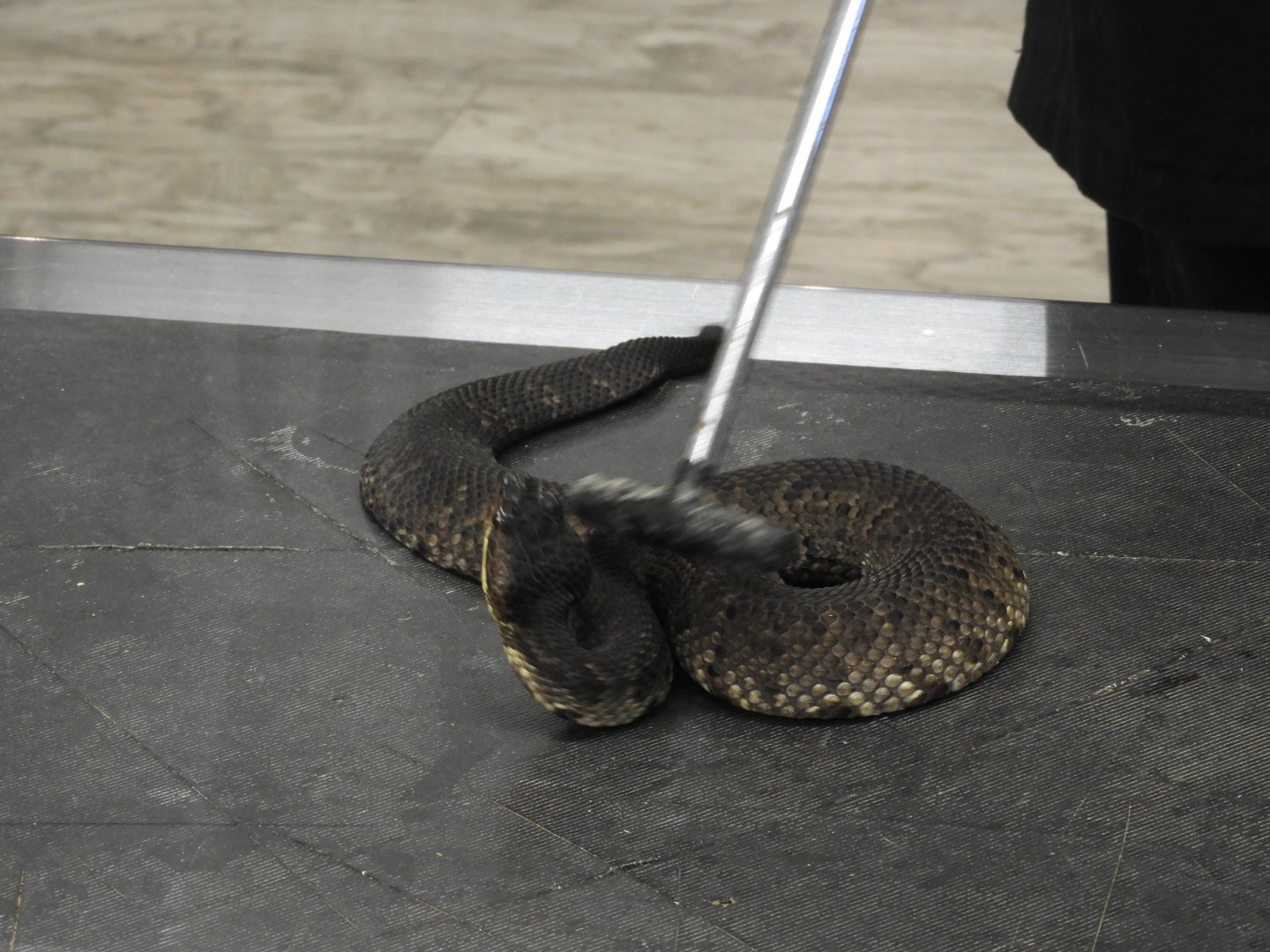 Cottonmouth (Agkistrodon piscivorus), not amused