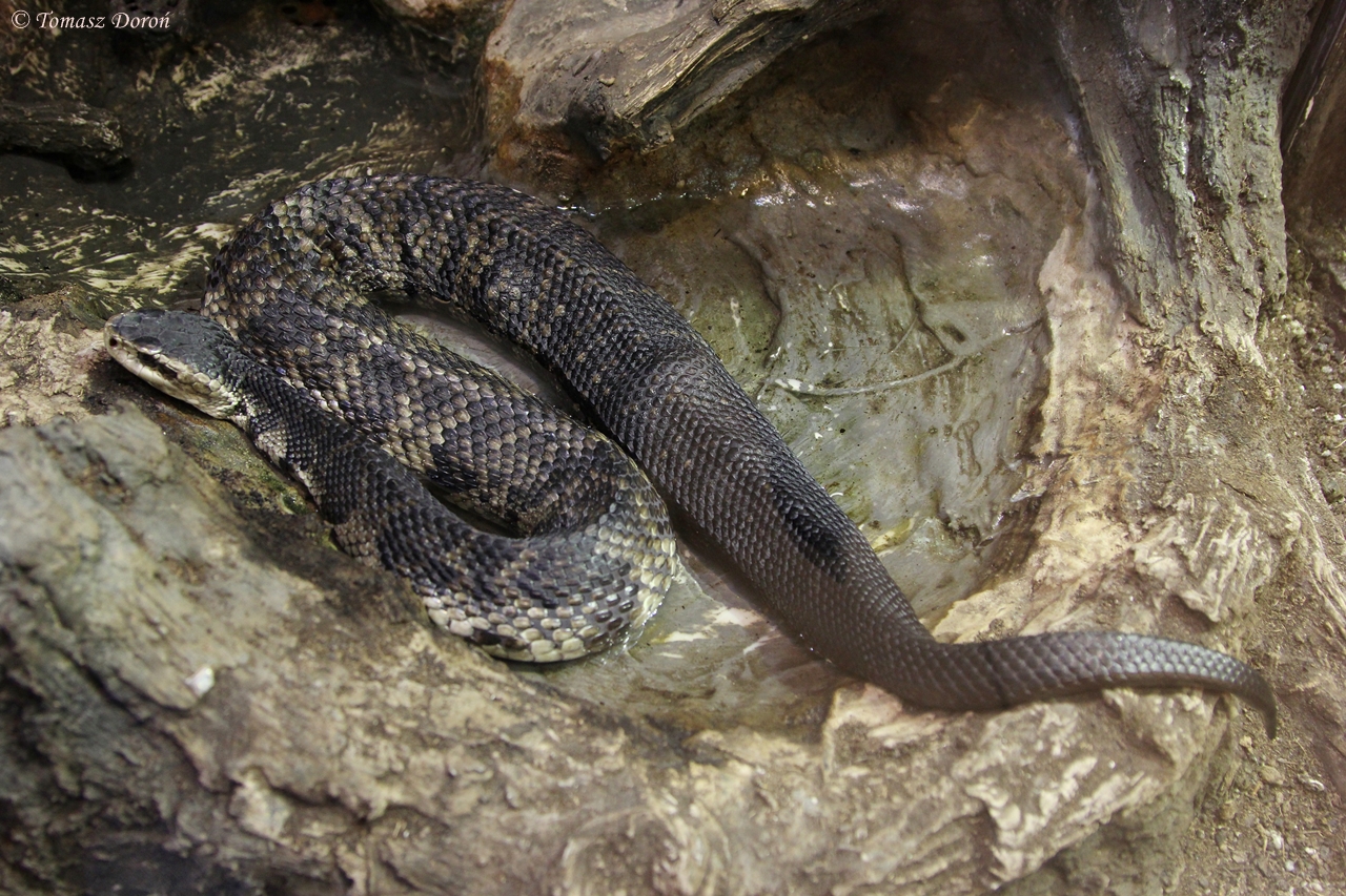 Cottonmouth (Agkistrodon piscivorus)