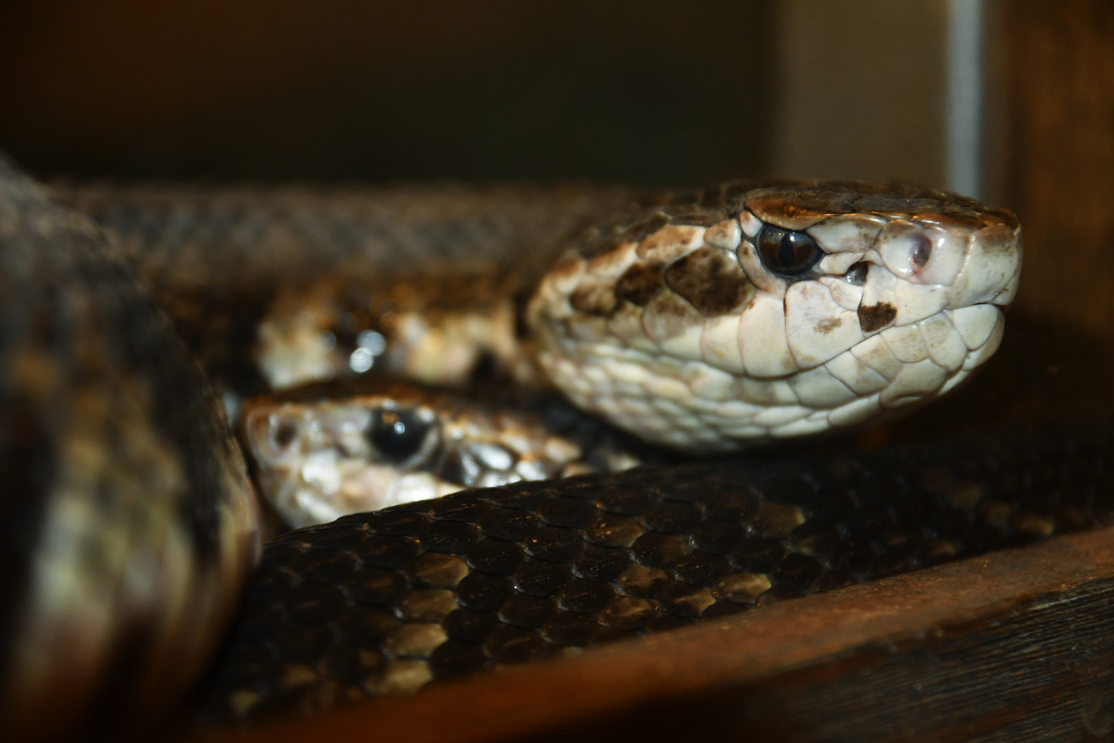 Cottonmouth Agkistrodon piscivorus
