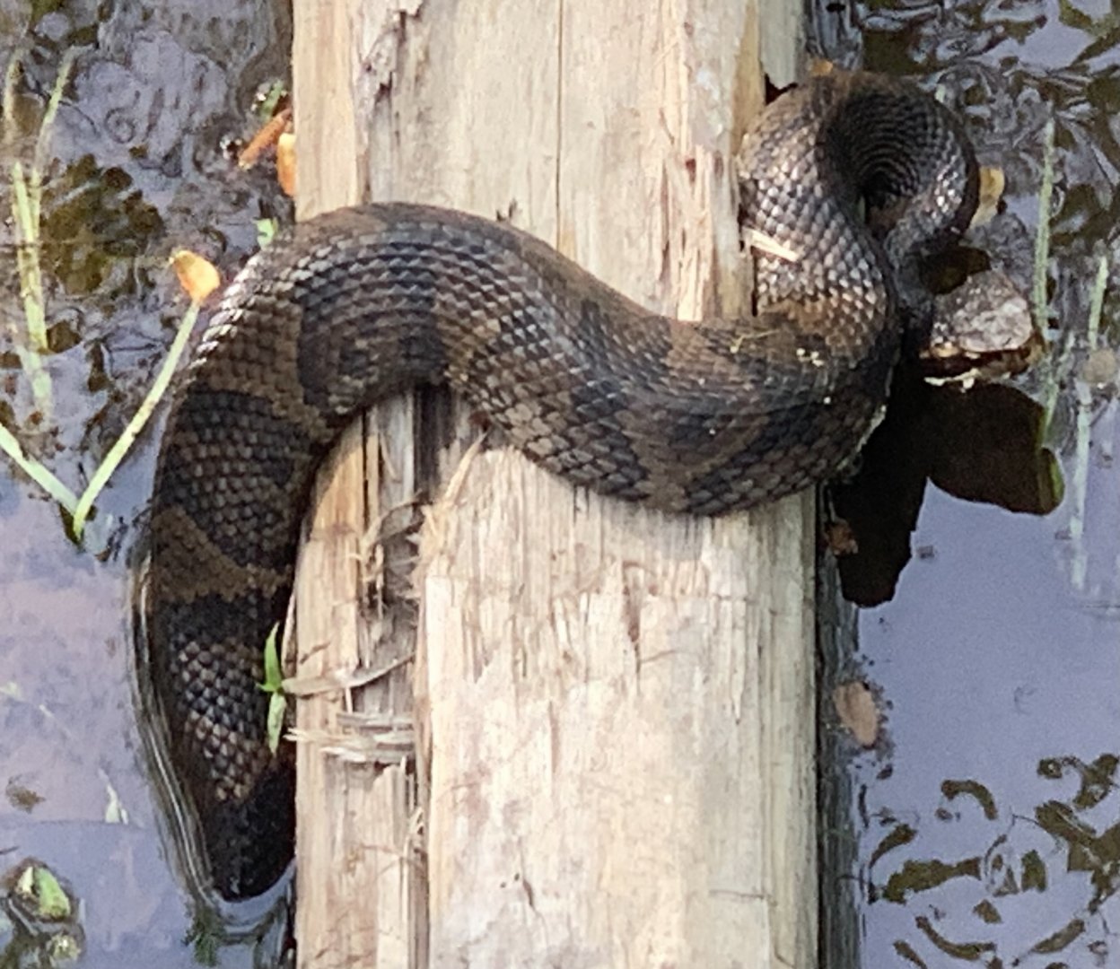 Cottonmouth (Agkistrodon piscivorus)