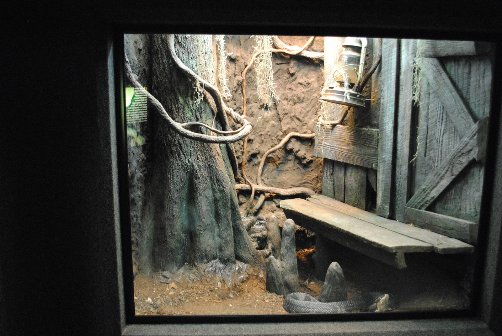 Cottonmouth and Rat-Snake (Elaphe obsoleta) Exhibit (Main Gallery)