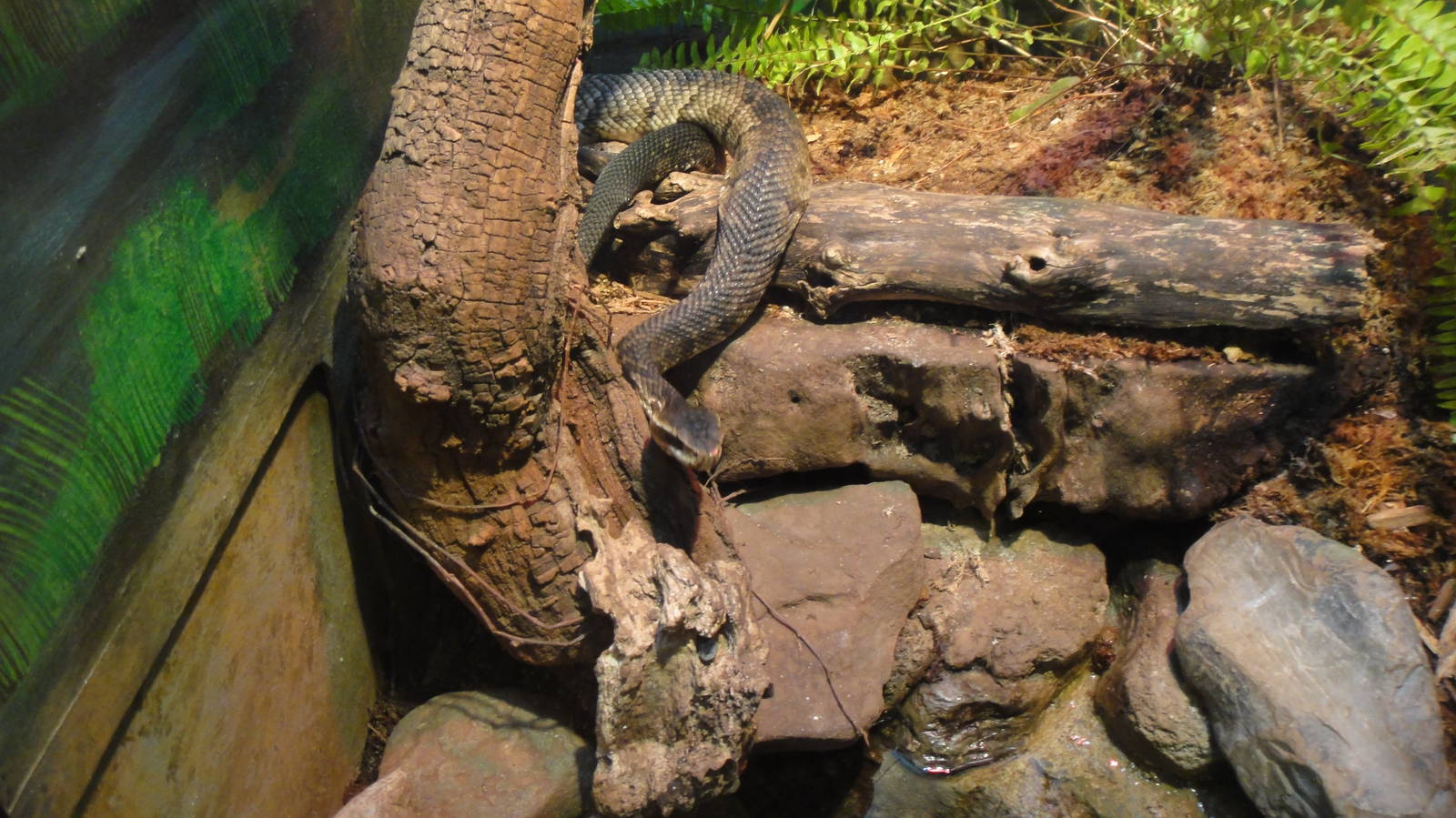 Cottonmouth at Philadelphia zoo 2015-03-08