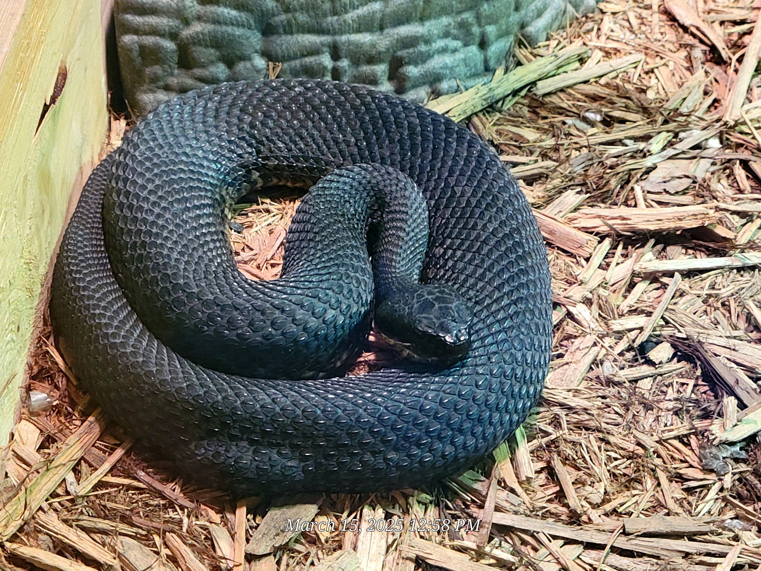 Cottonmouth - Bee City Zoo - March 2025