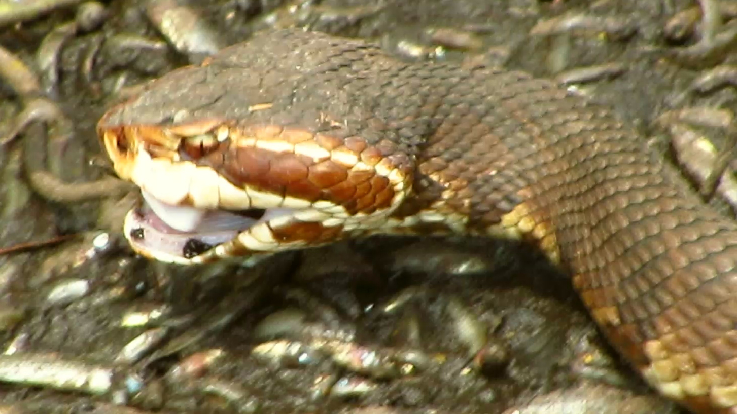 Cottonmouth Eating 1
