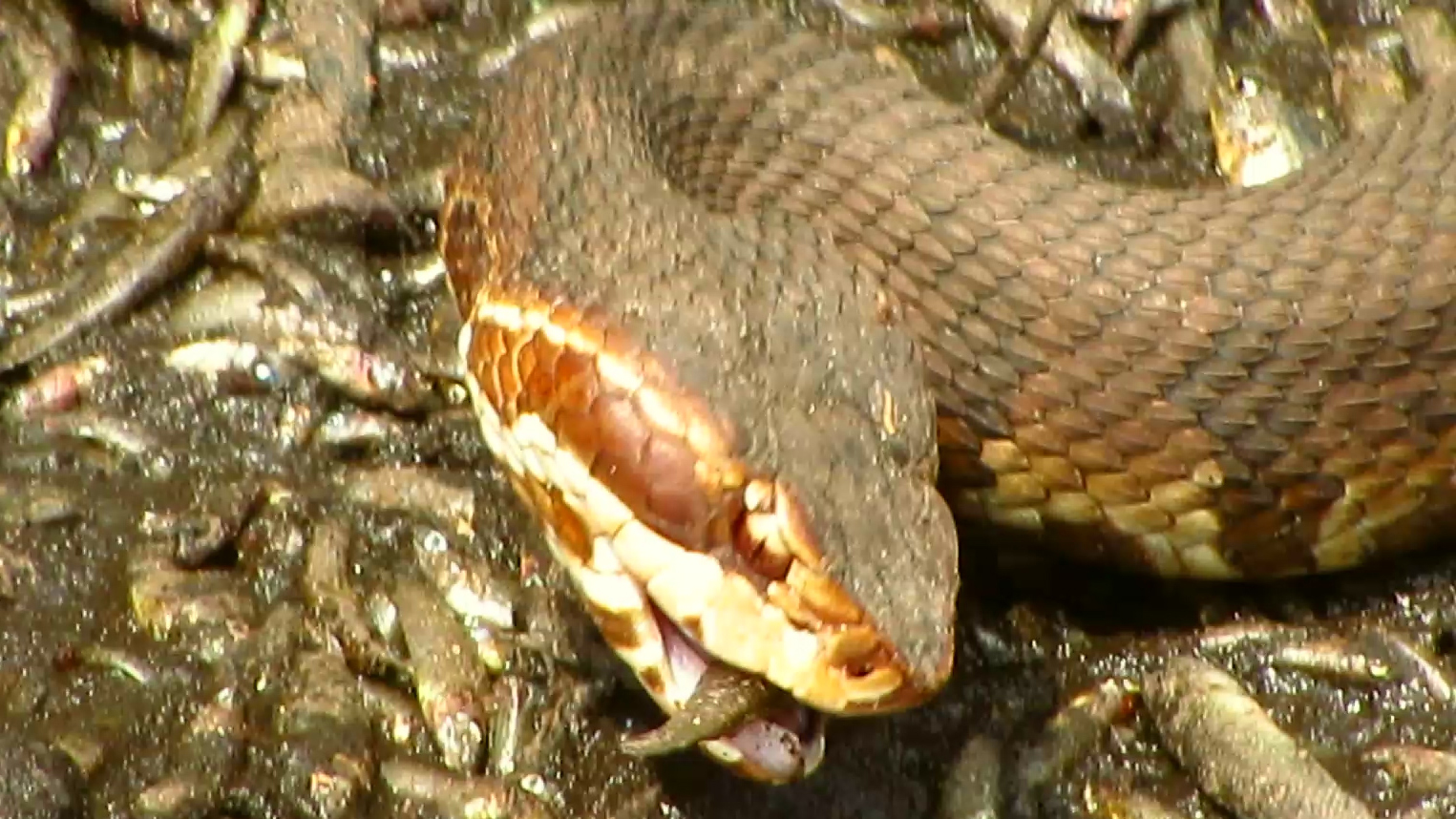 Cottonmouth Eating 2