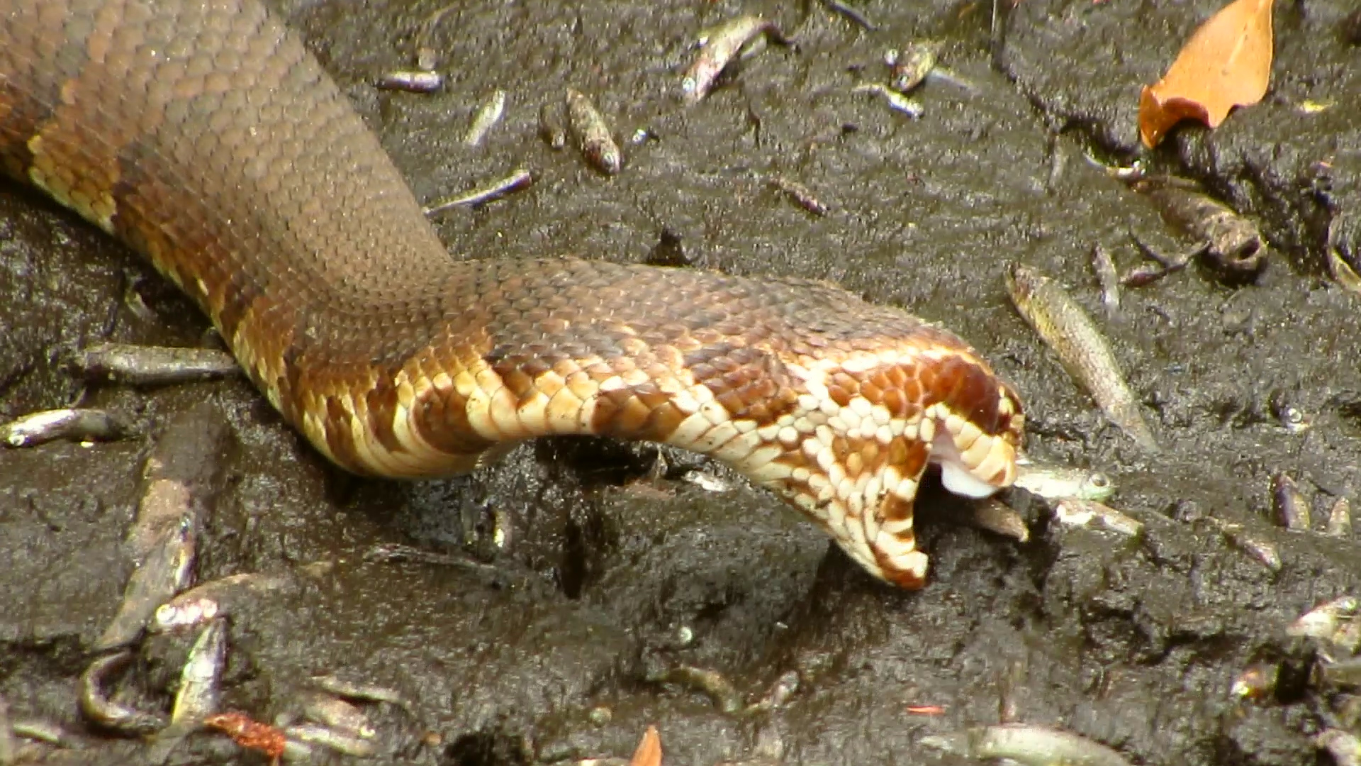 Cottonmouth Eating 3