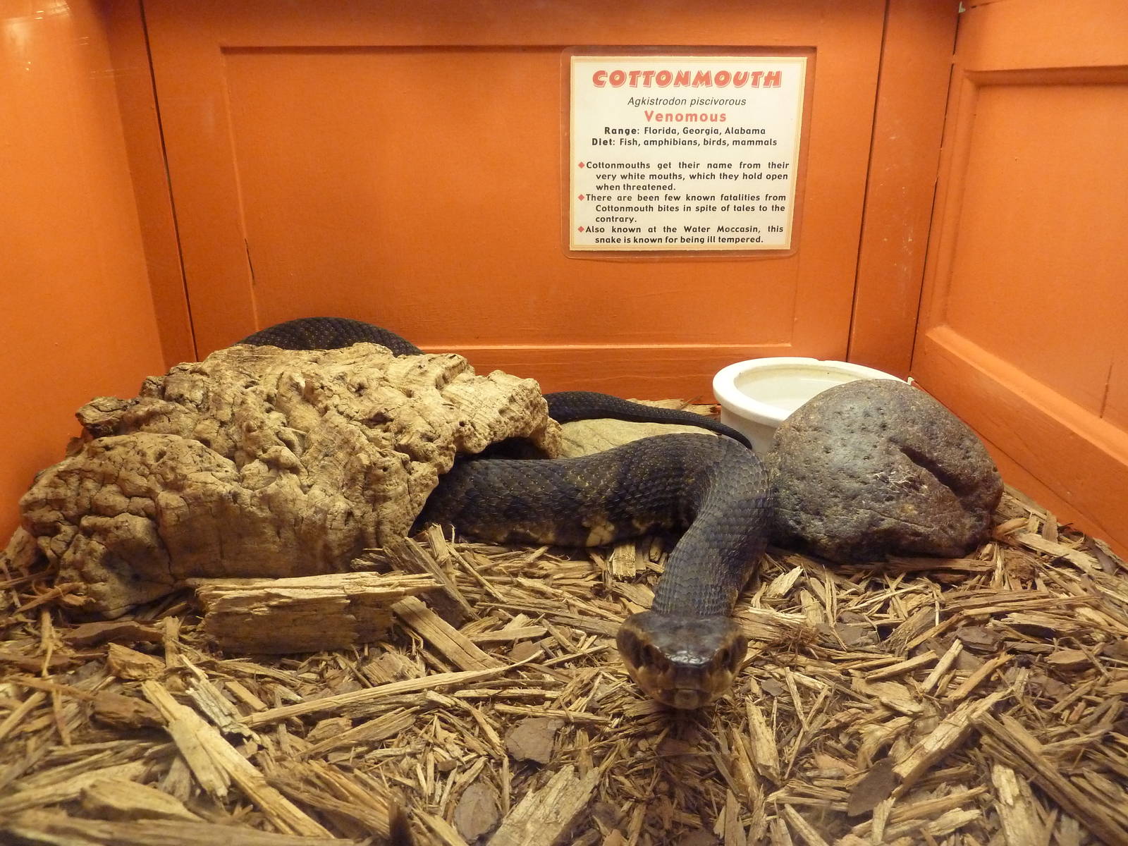 Cottonmouth Exhibit