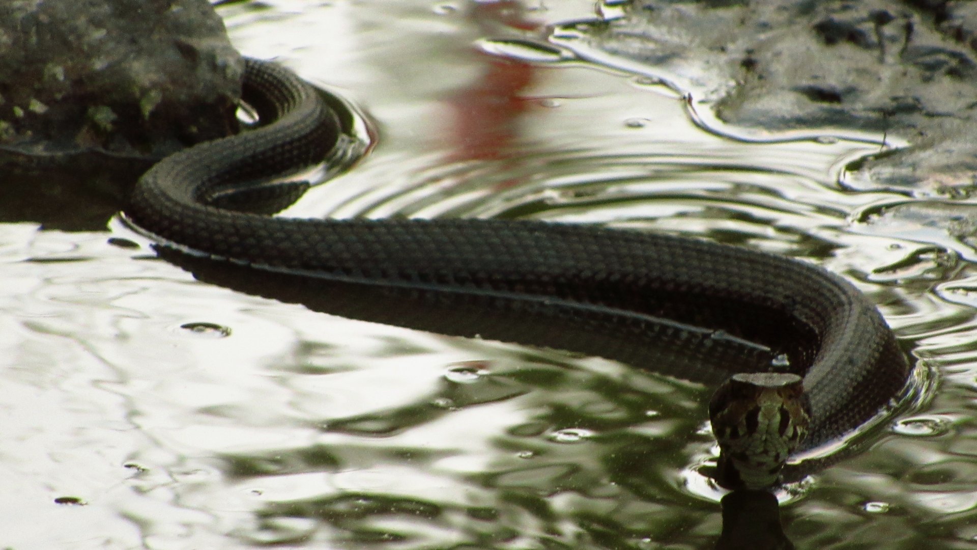 Cottonmouth Ground View