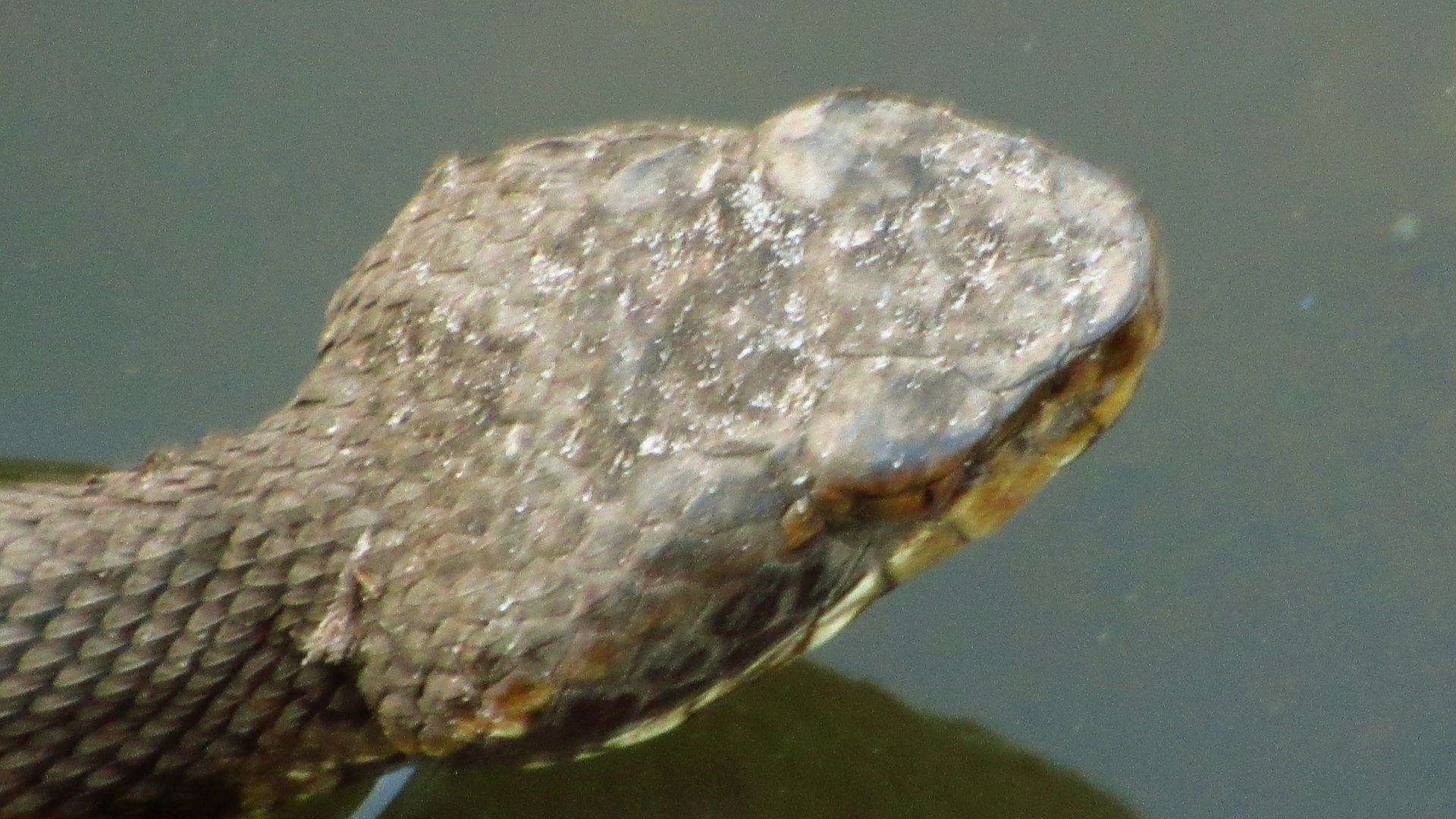 Cottonmouth Head Closeup
