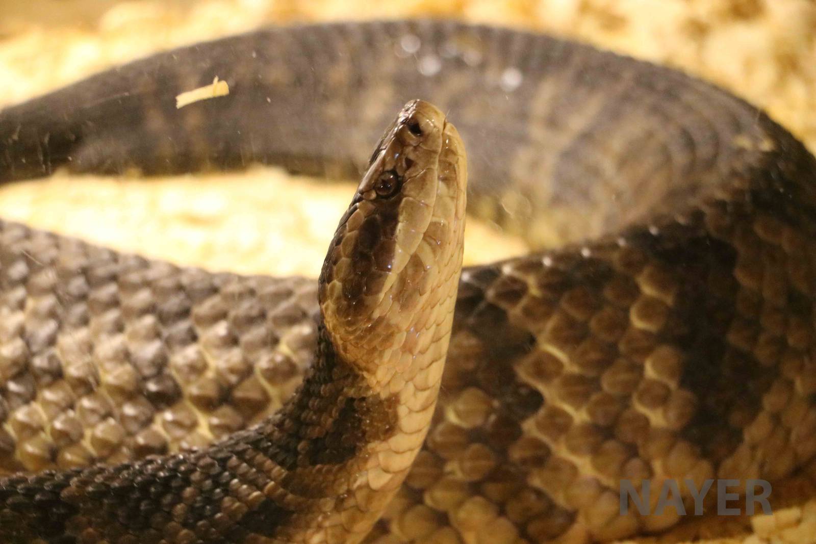 Cottonmouth - Mendoza Serpentarium ('Centro Anaconda'), April 2016.
