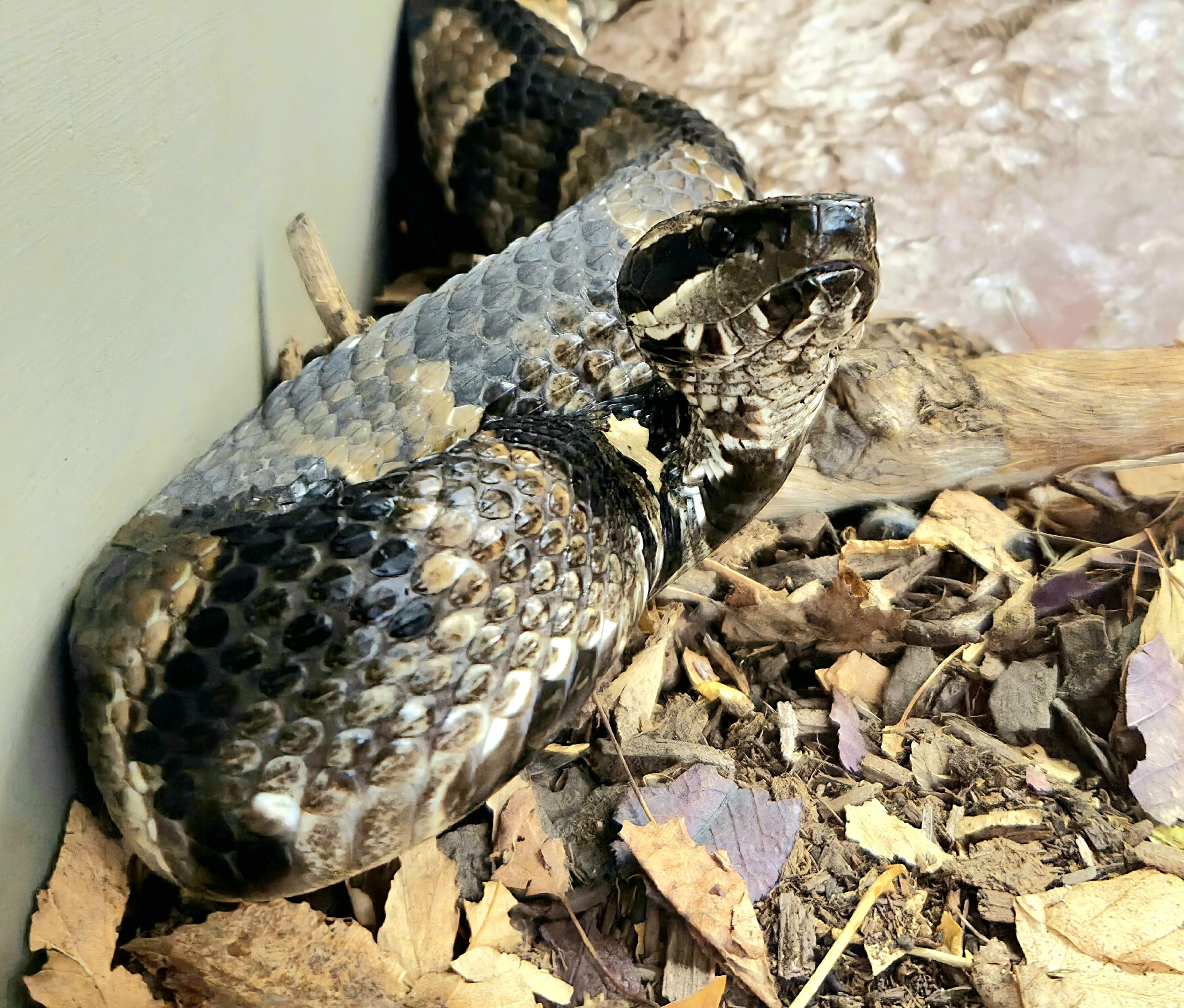 Cottonmouth-Reptile Gardens