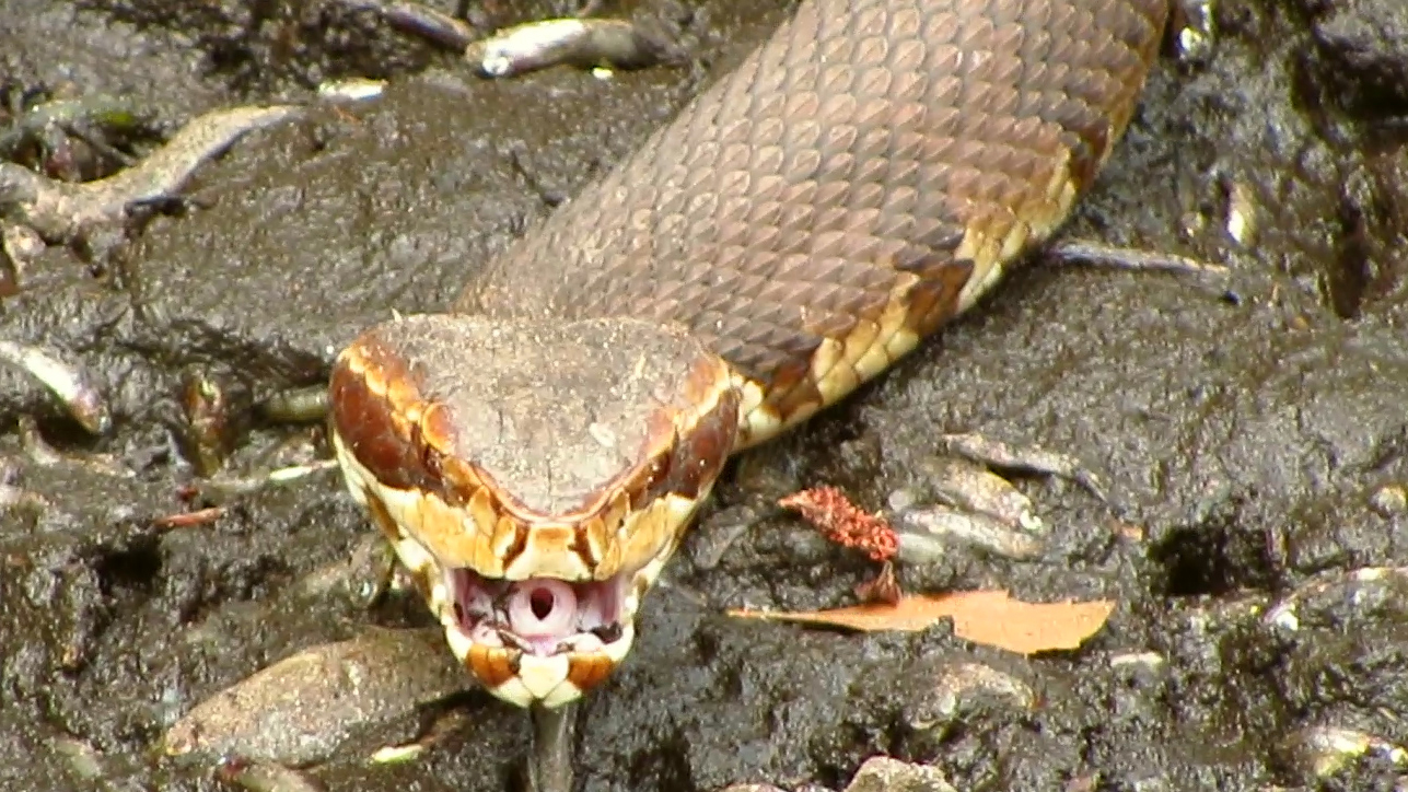 Cottonmouth Showing Tongue