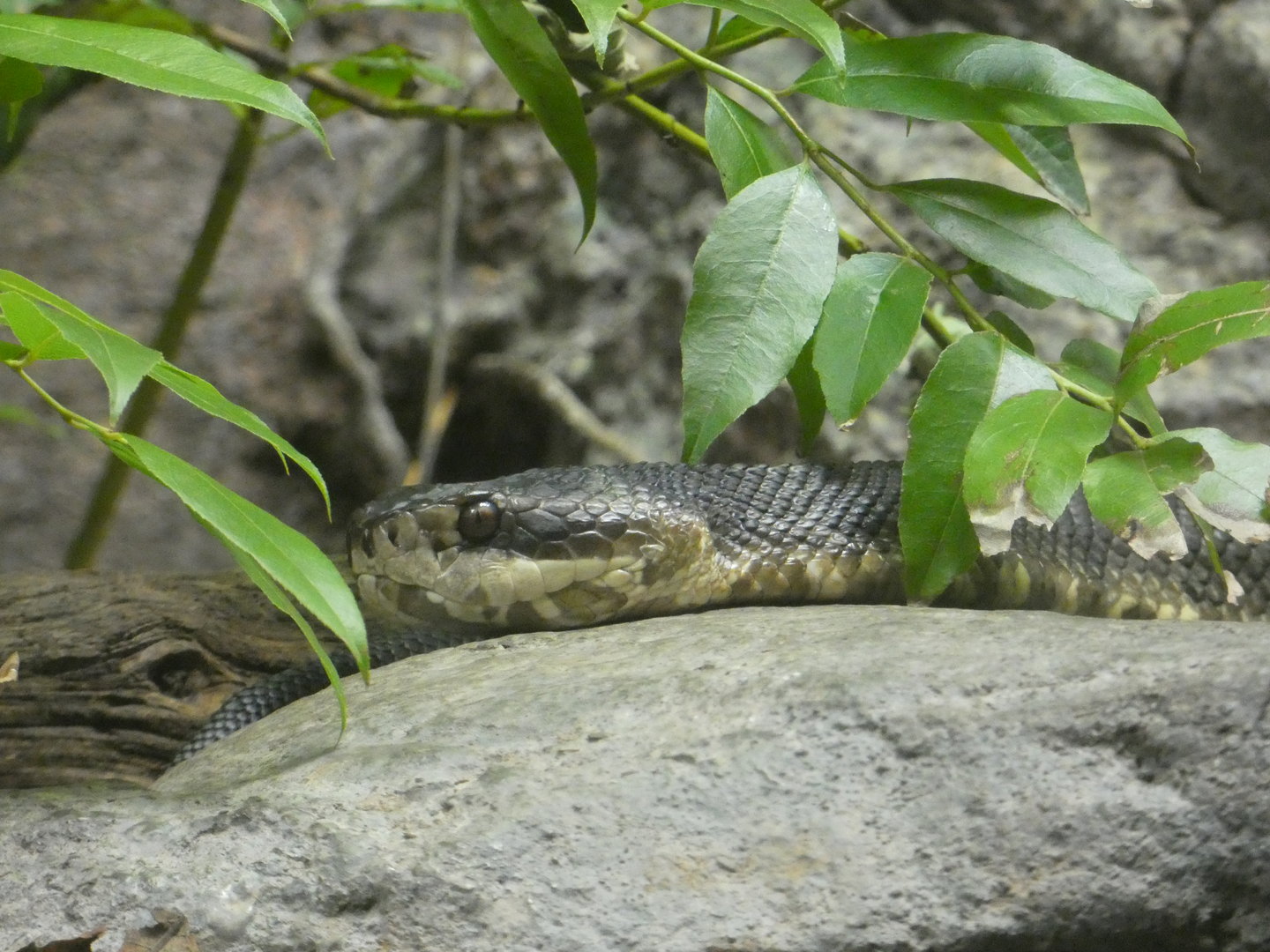 Cottonmouth Snake at the North Carolina Zoo