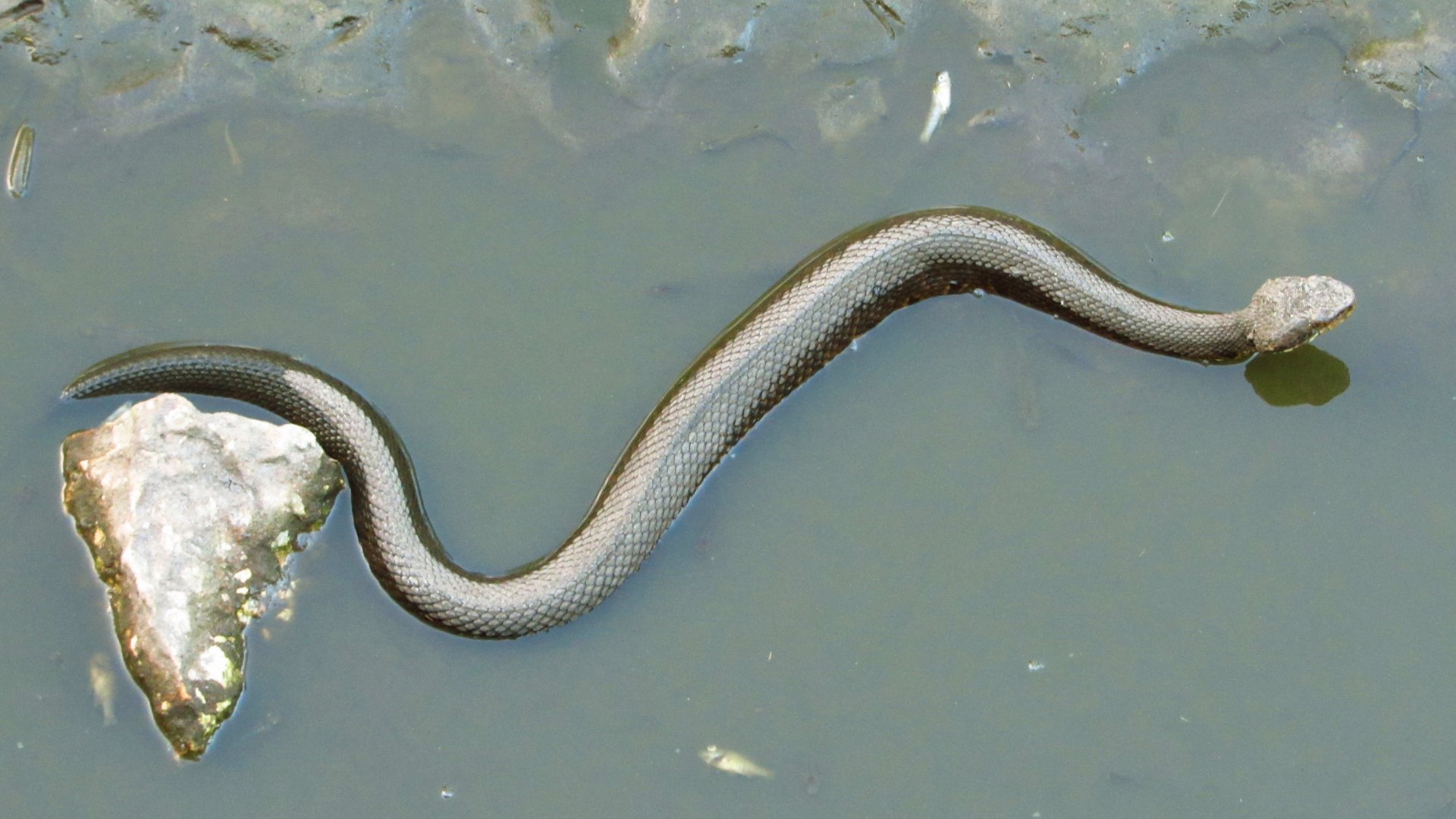 Cottonmouth Top View
