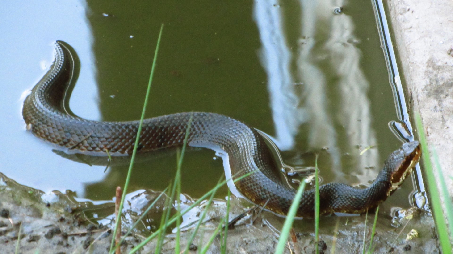 Cottonmouth