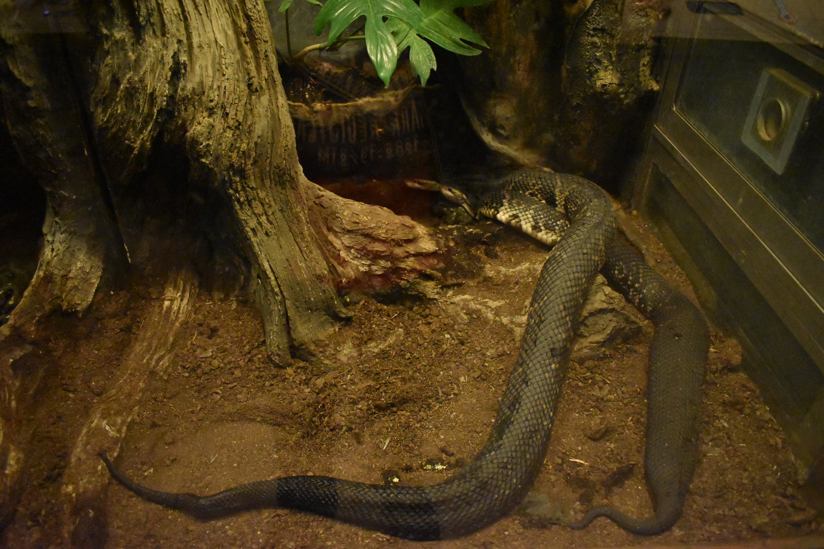 Cottonmouths (Agkistrodon piscivorus)