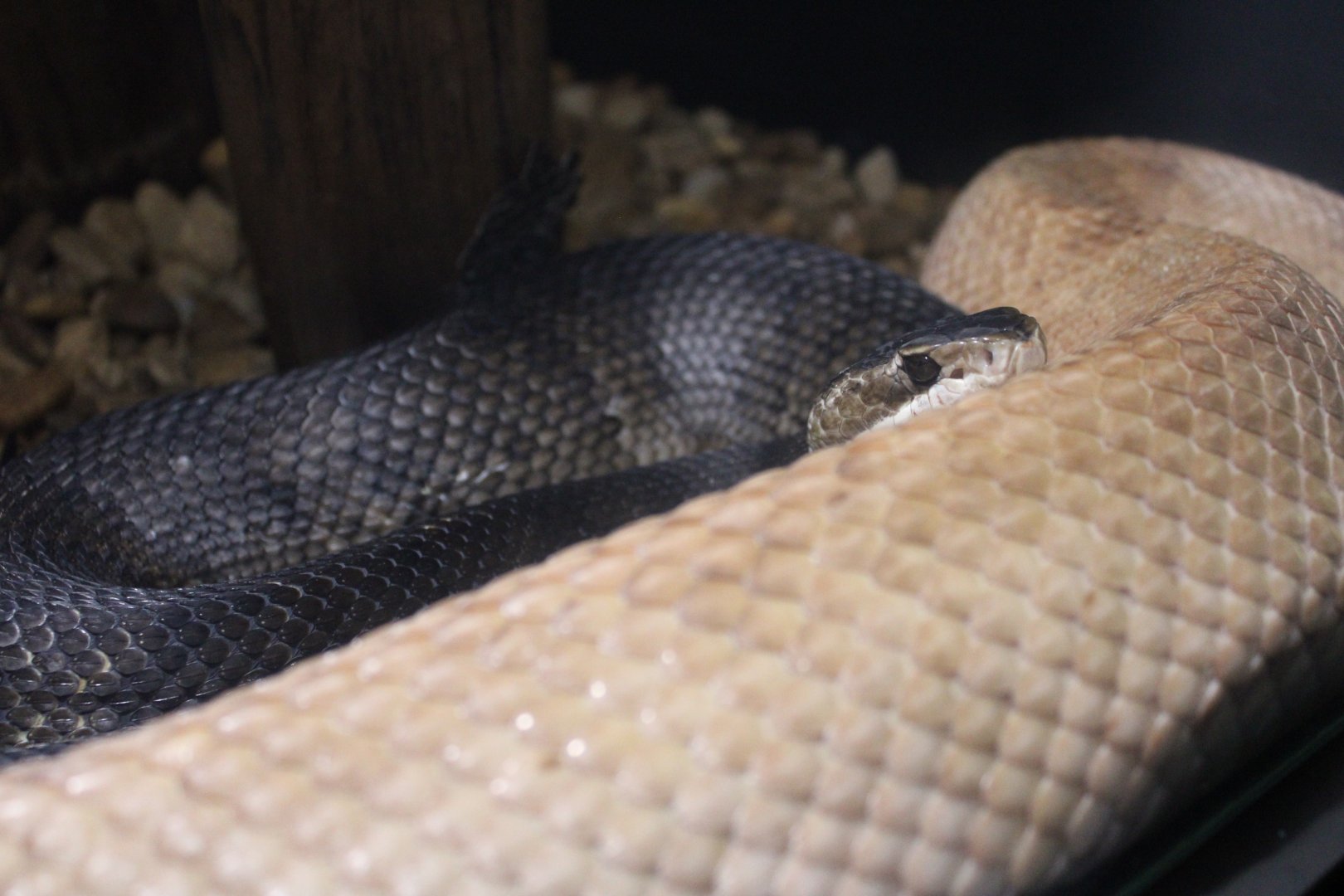 Cottonmouths (Agkistrodon piscivorus)