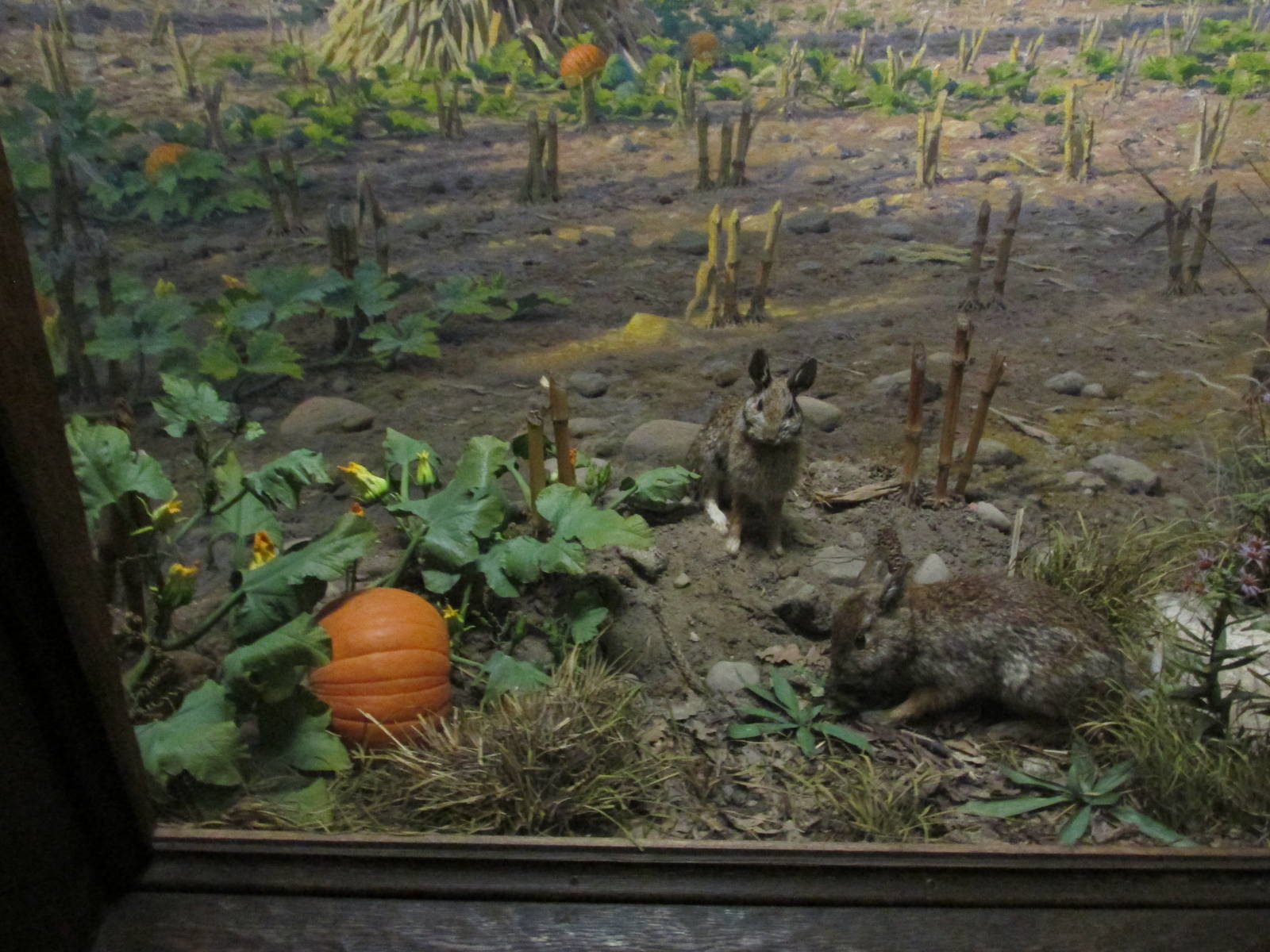cottontail rabbit amnh