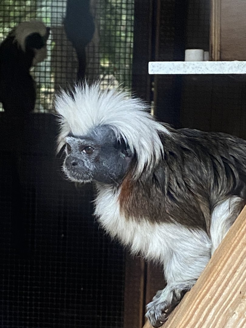Cottontop tamarin 011125