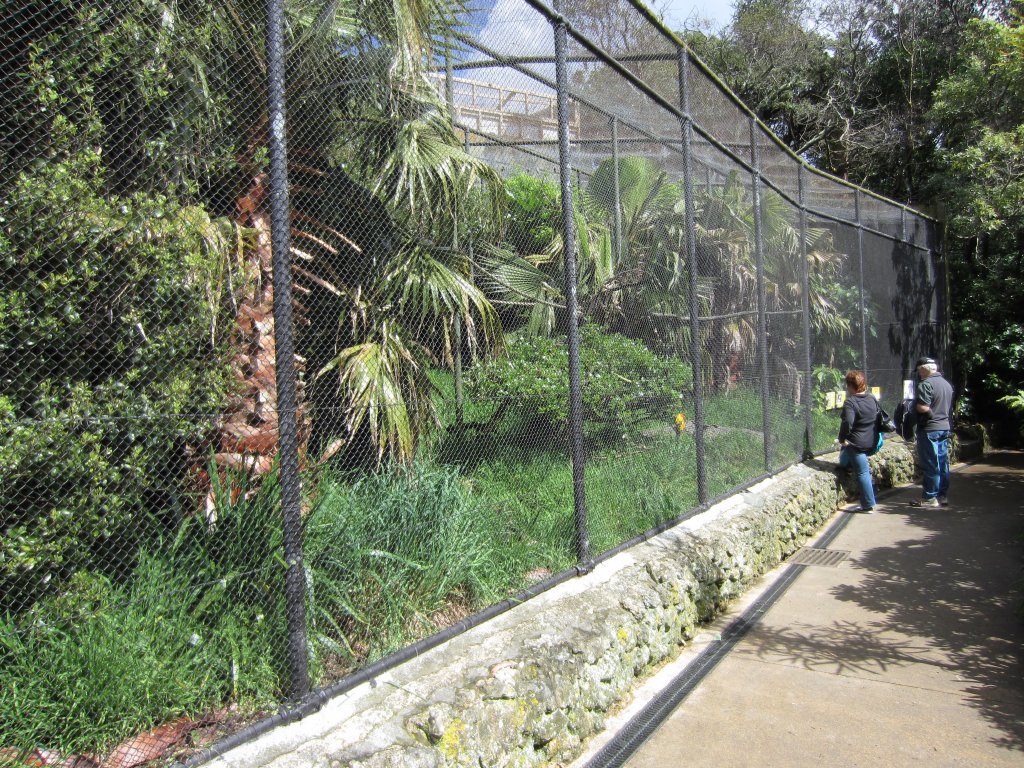 Cottontop Tamarin and Sun Conure Aviary