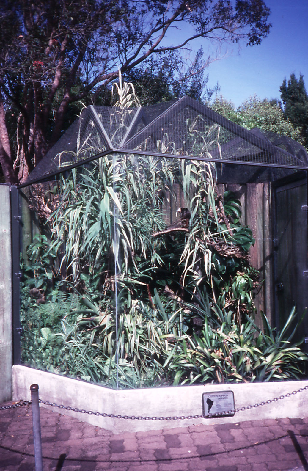 Cottontop Tamarin cage - 1990