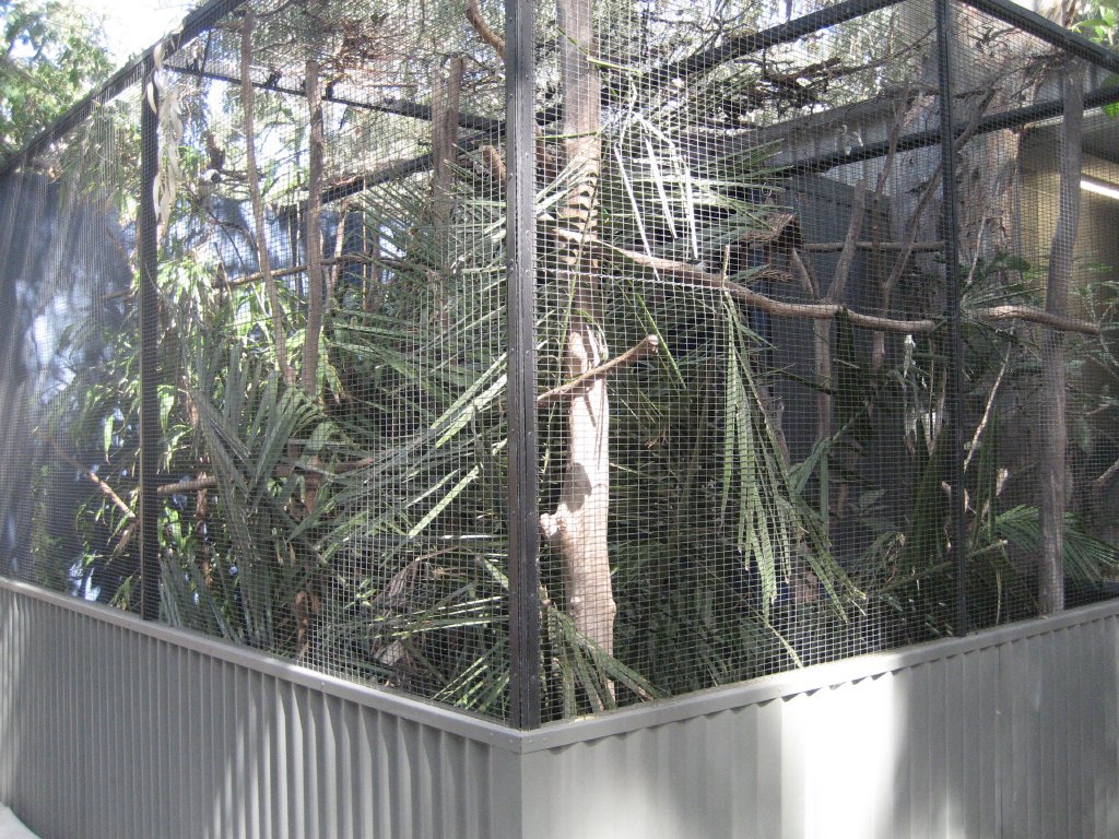 Cottontop Tamarin cage