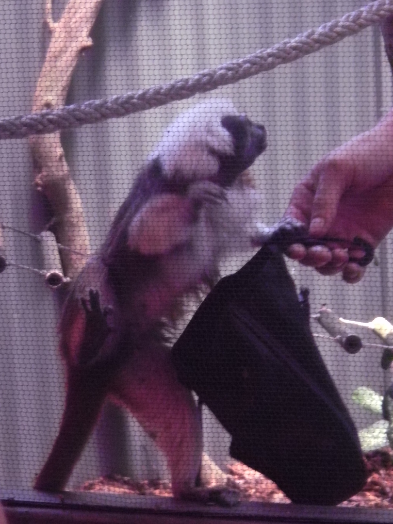 Cottontop Tamarin - Cairns Tropical Zoo 2011