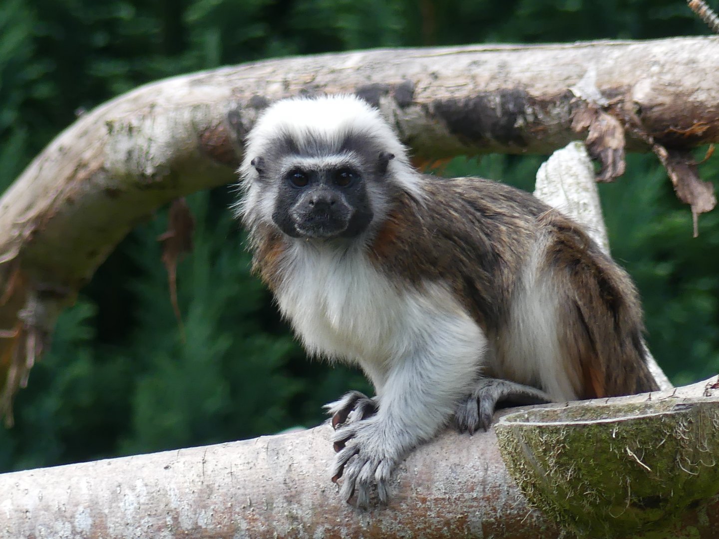 Cottontop Tamarin - Chester Zoo - 09.07.24