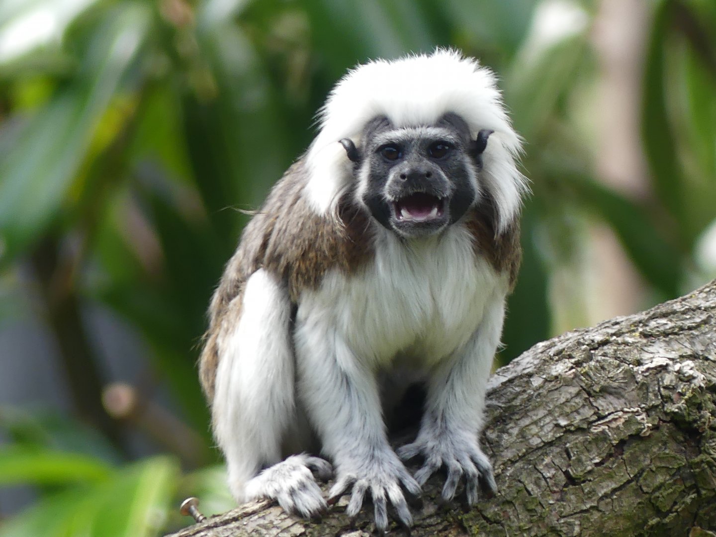 Cottontop Tamarin - Chester Zoo - 09.07.24