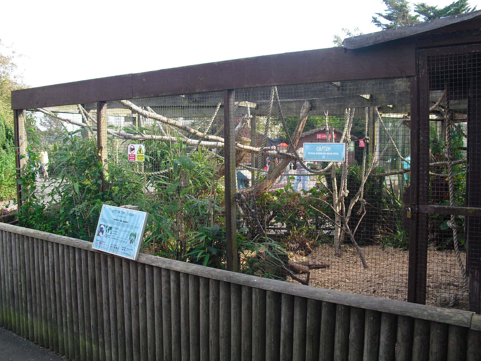 Cottontop Tamarin Enclosure - 01/10/2011