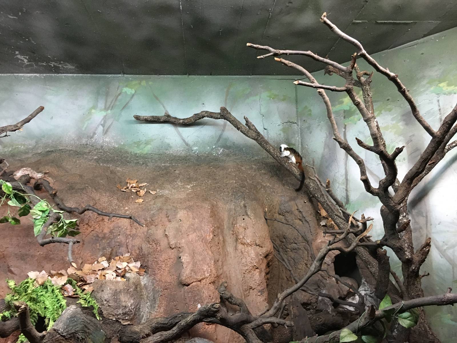 Cottontop Tamarin enclosure 140216