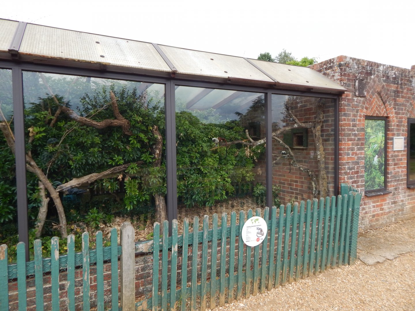 Cottontop tamarin enclosure 150725