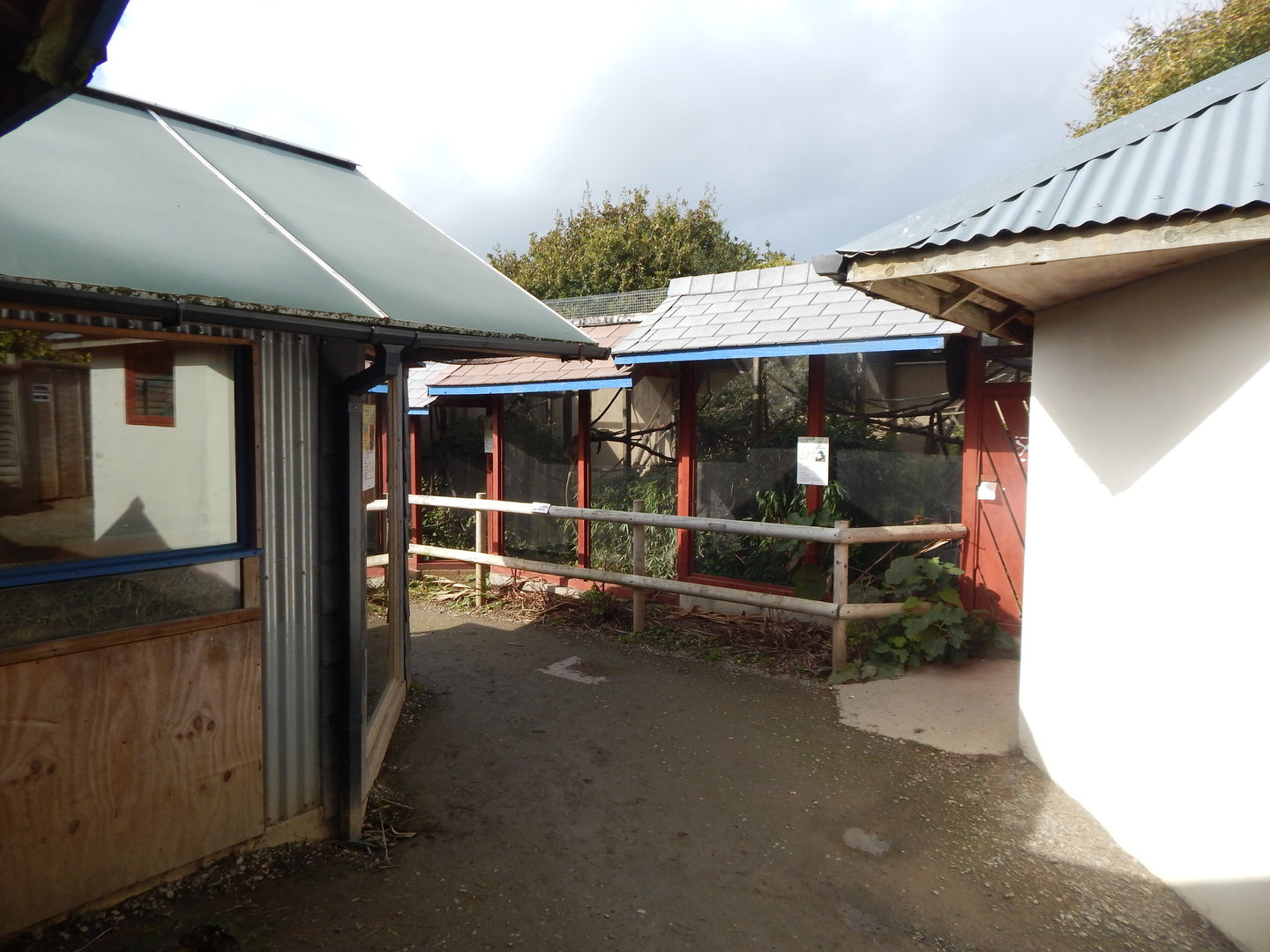 Cottontop tamarin enclosure 151022