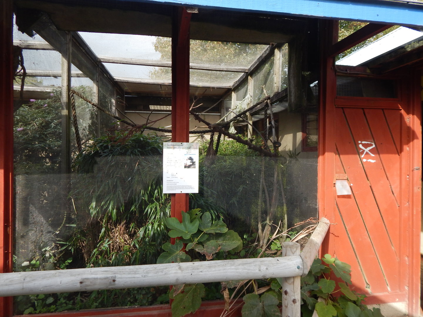 Cottontop tamarin enclosure 151022