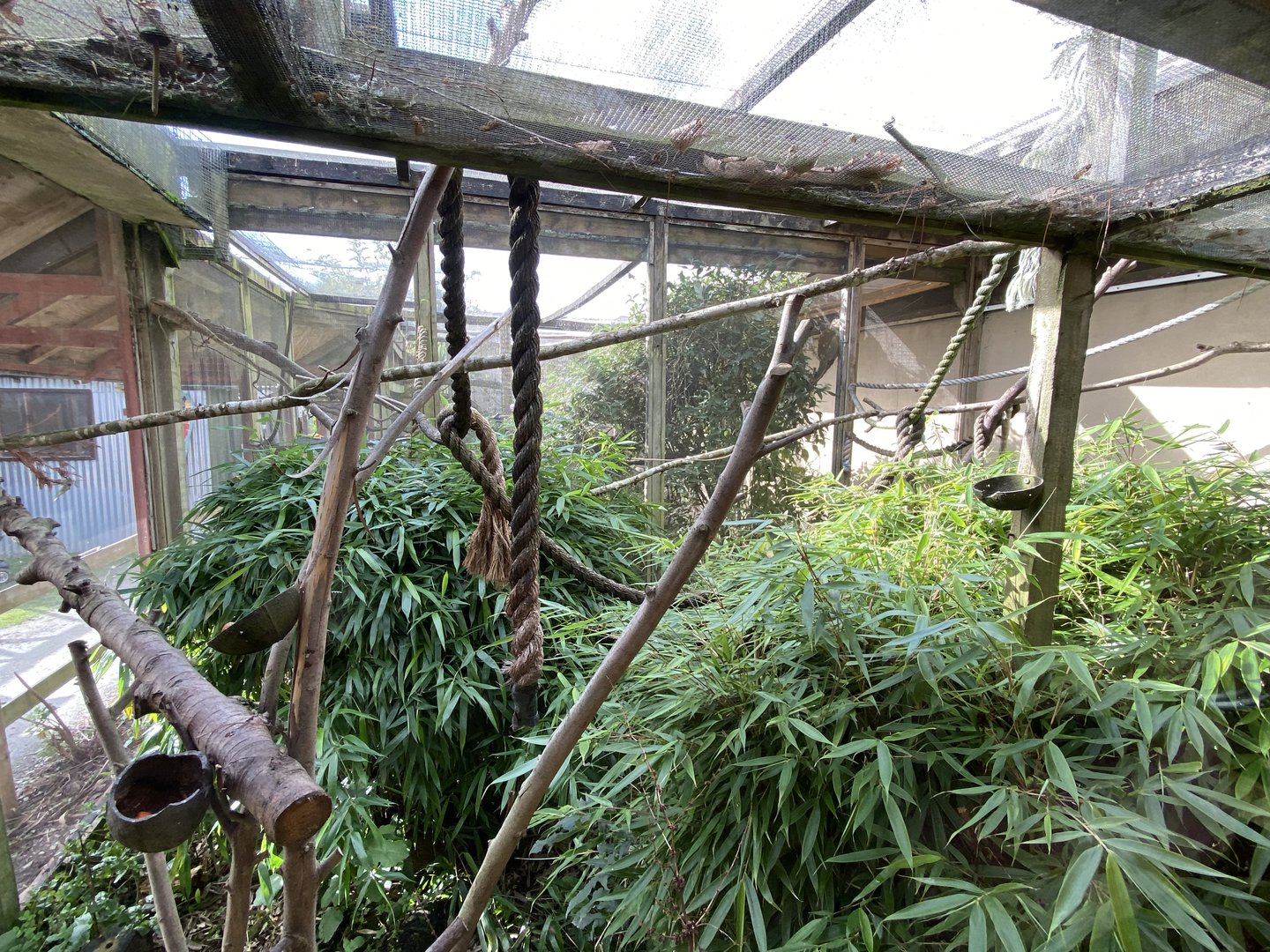 Cottontop tamarin enclosure 151022