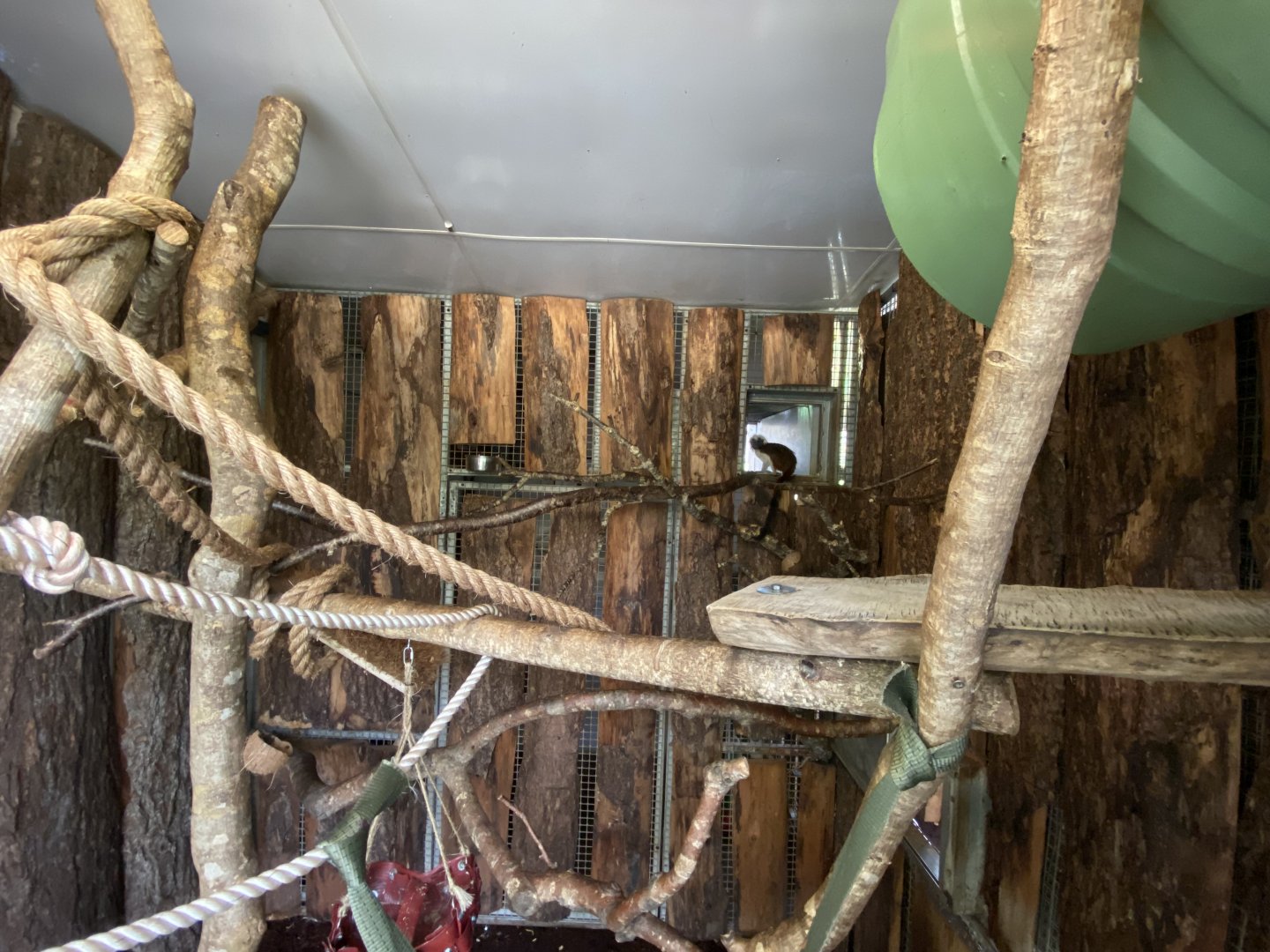 Cottontop tamarin enclosure 201121