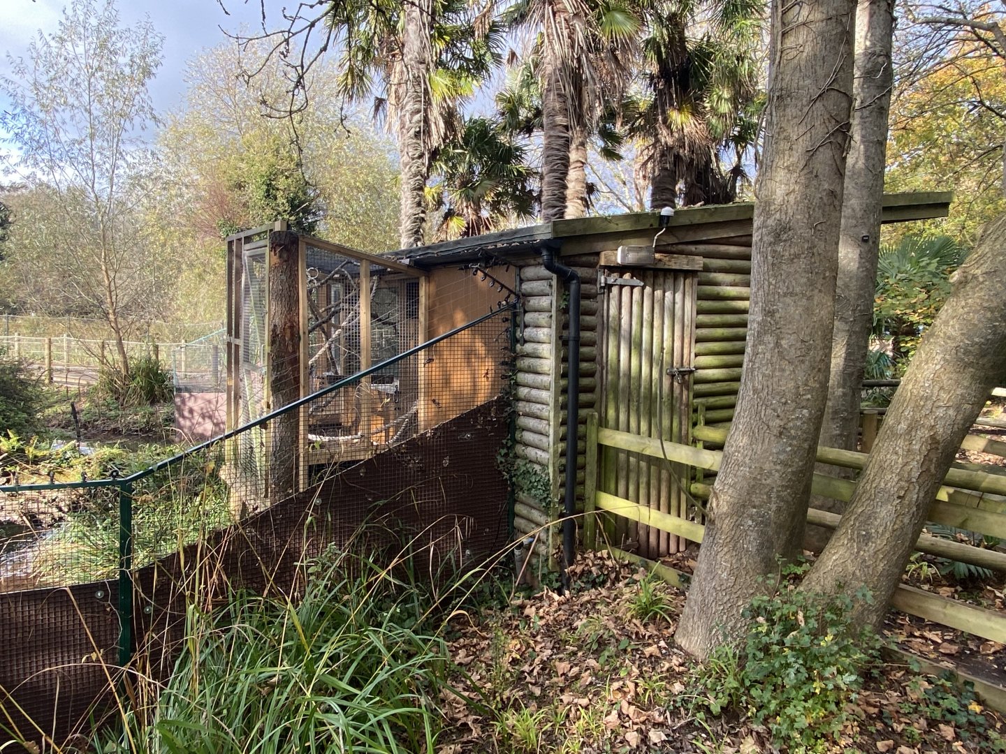 Cottontop tamarin enclosure 201121