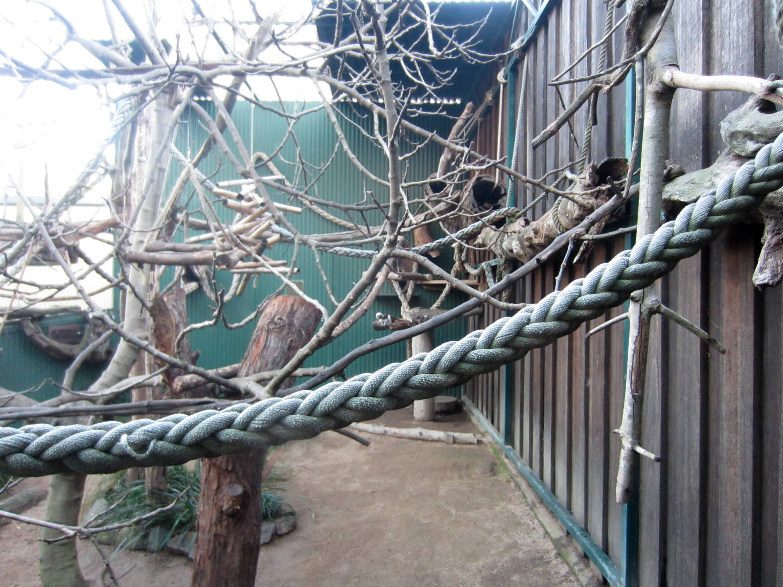 Cottontop Tamarin enclosure