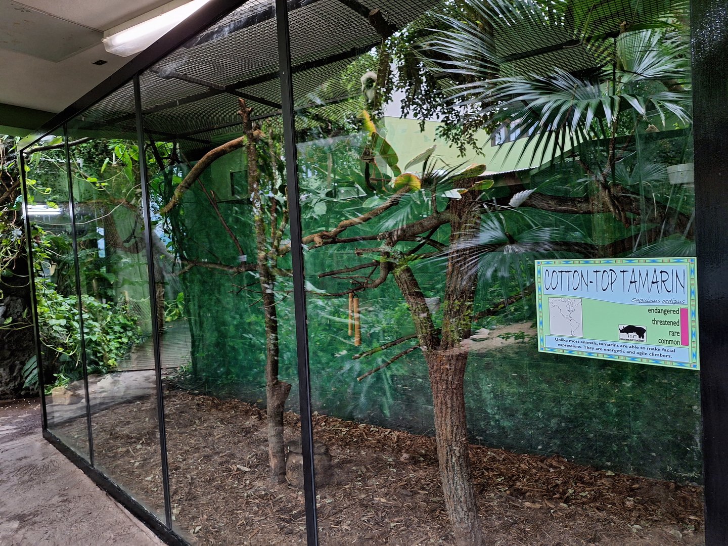Cottontop Tamarin Enclosure