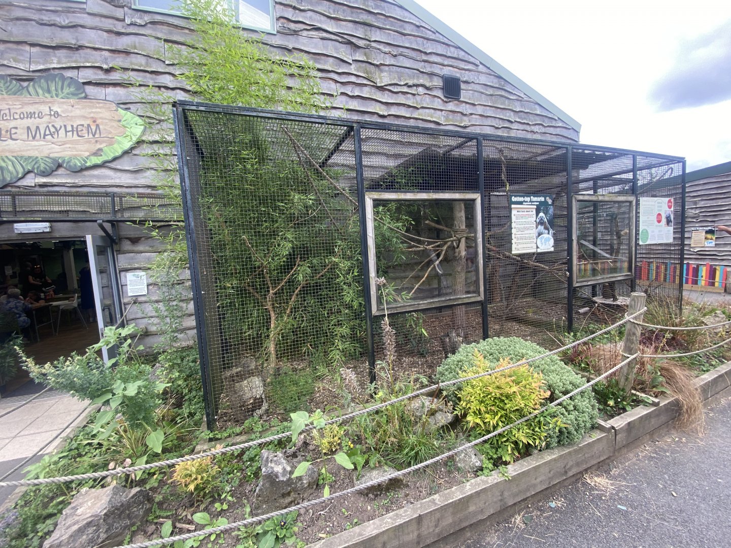 Cottontop tamarin exhibit 040824