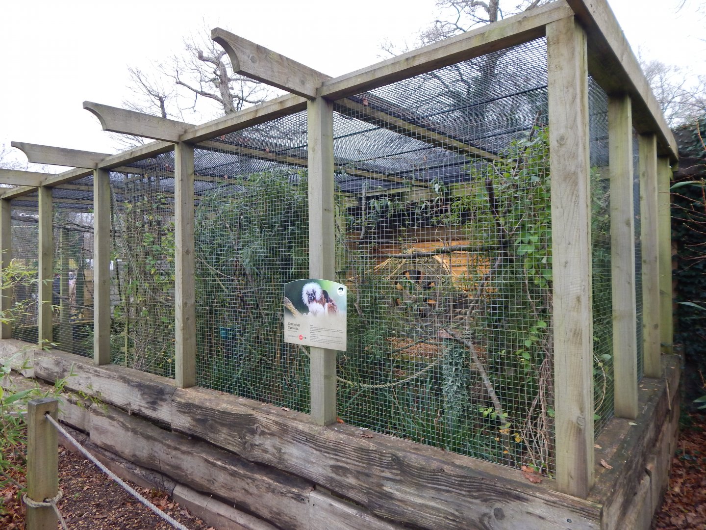 Cottontop tamarin exhibit 091224