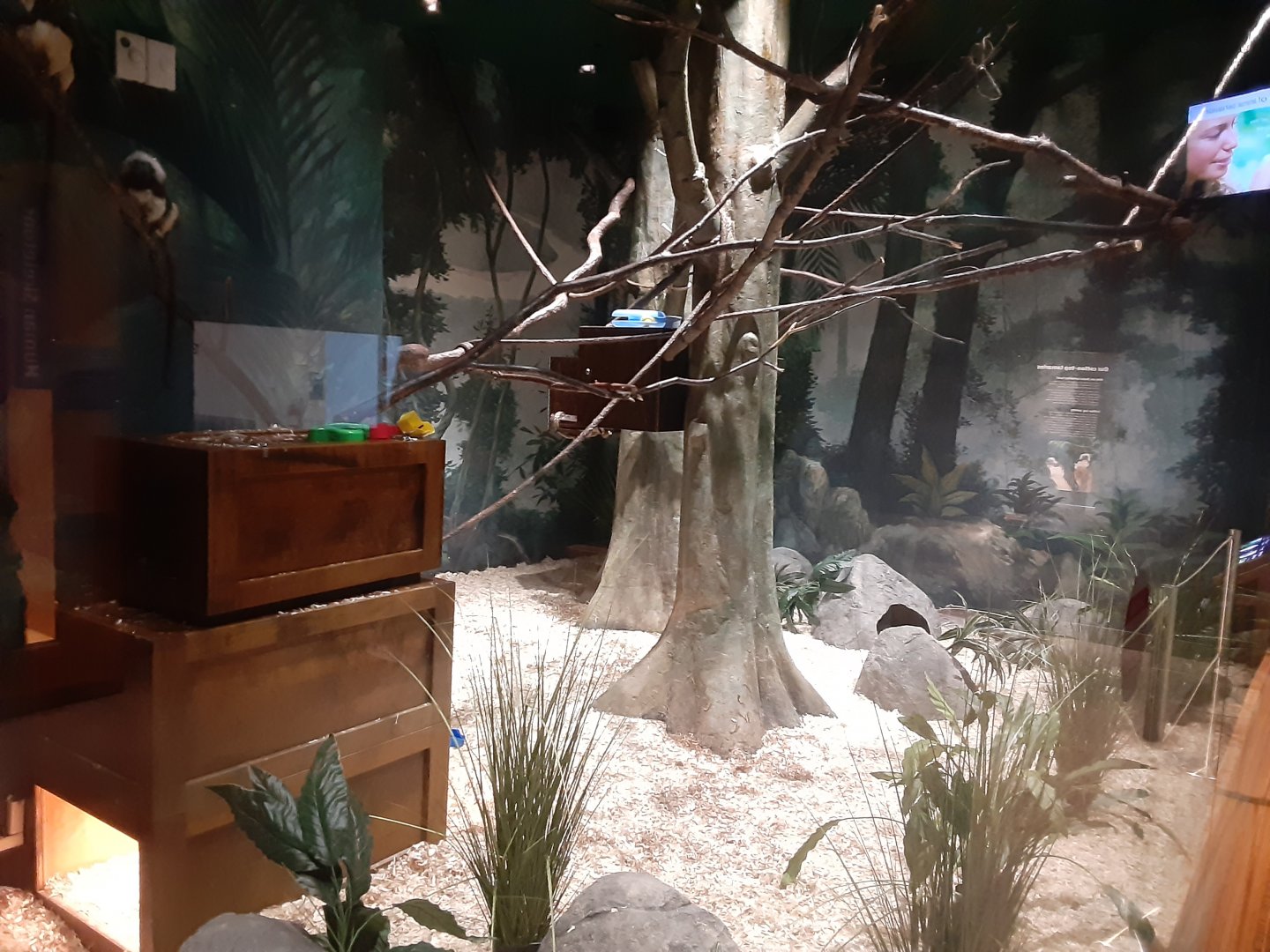 Cottontop Tamarin exhibit