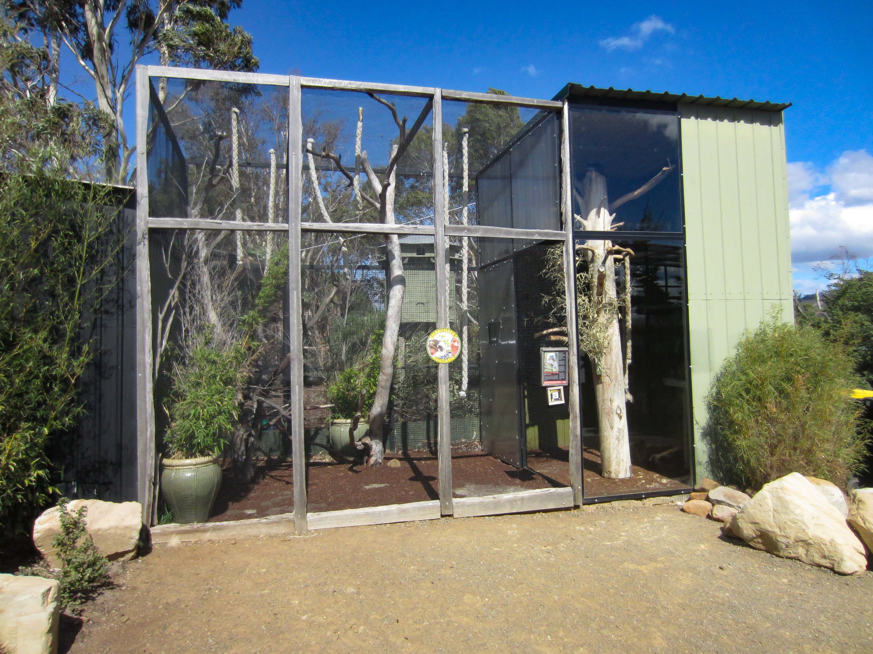 Cottontop Tamarin exhibit